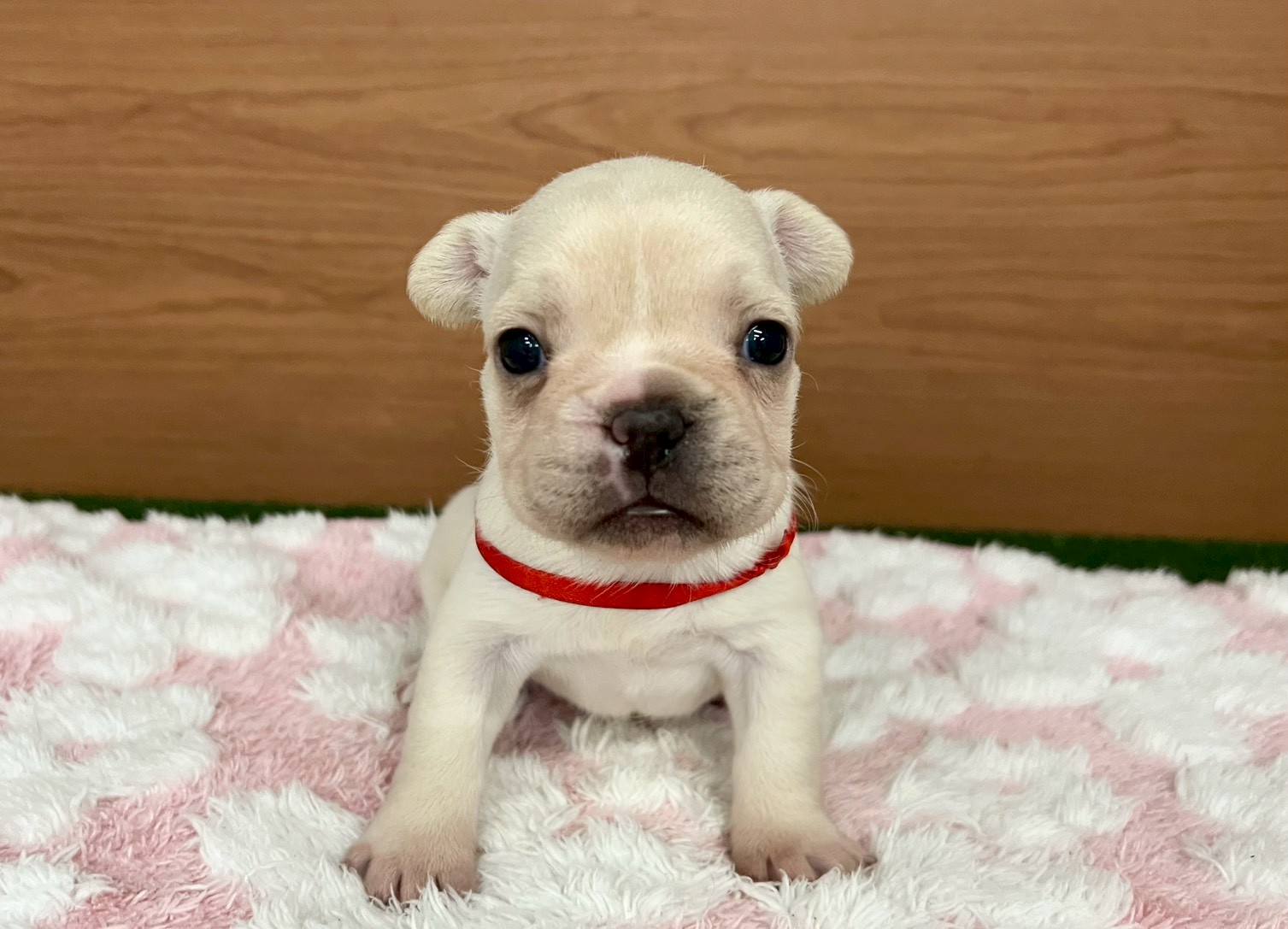 赤ちゃん写真2-1