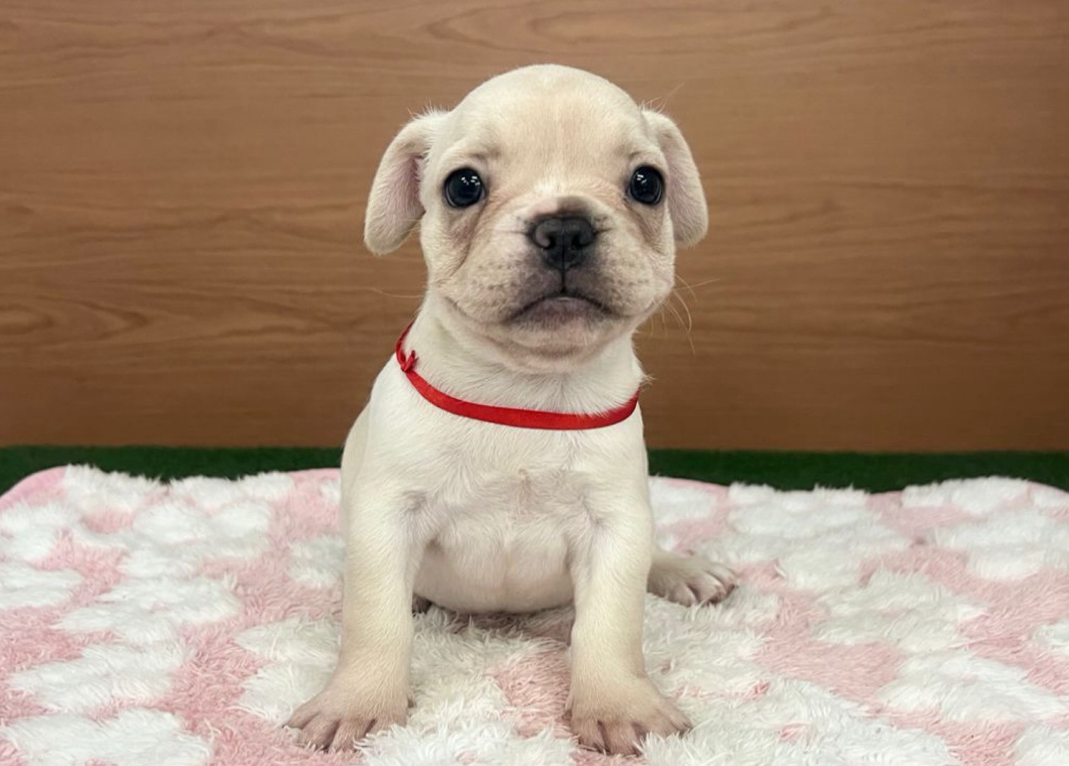 フレンチブルドッグ