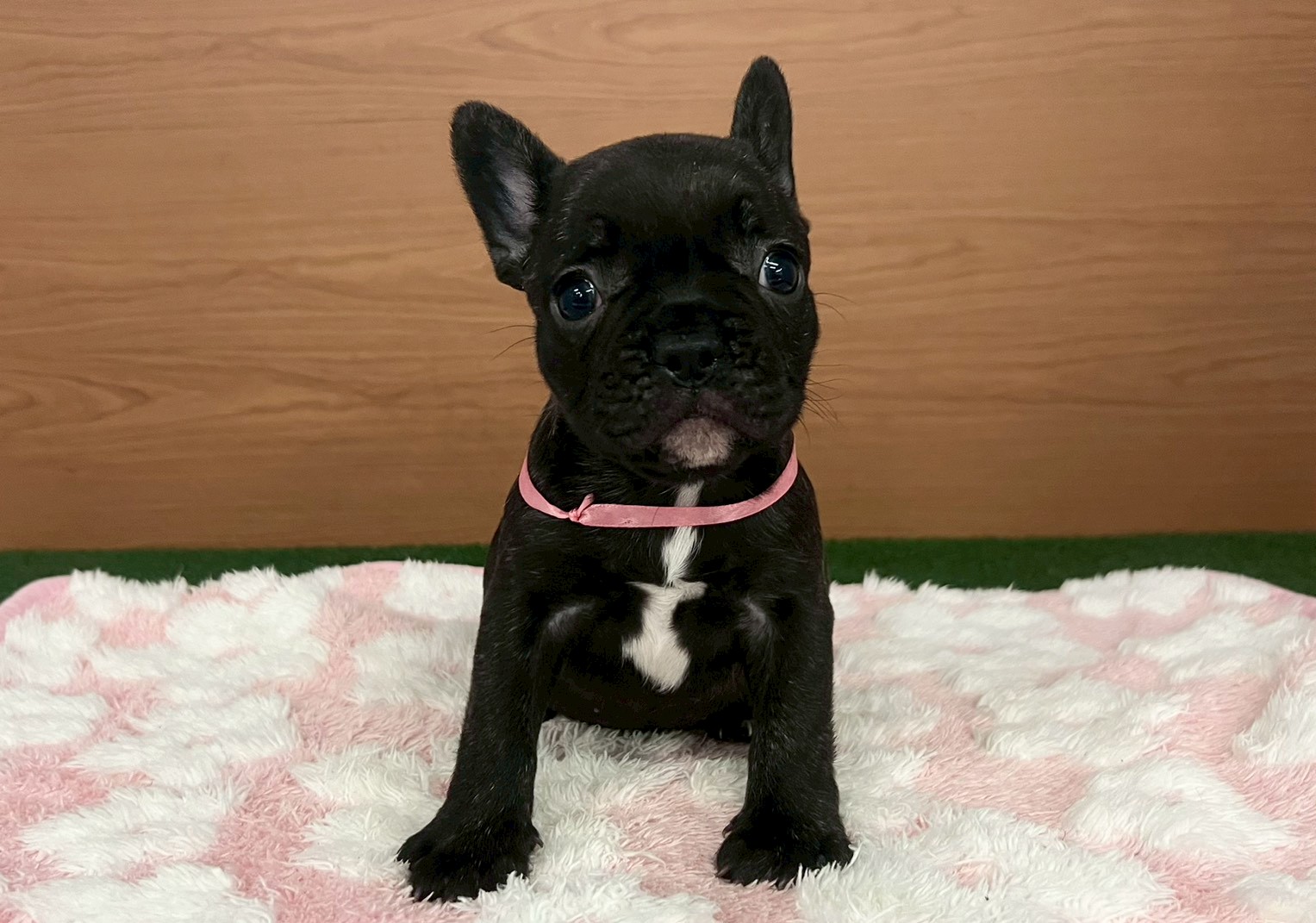 フレンチブルドッグ