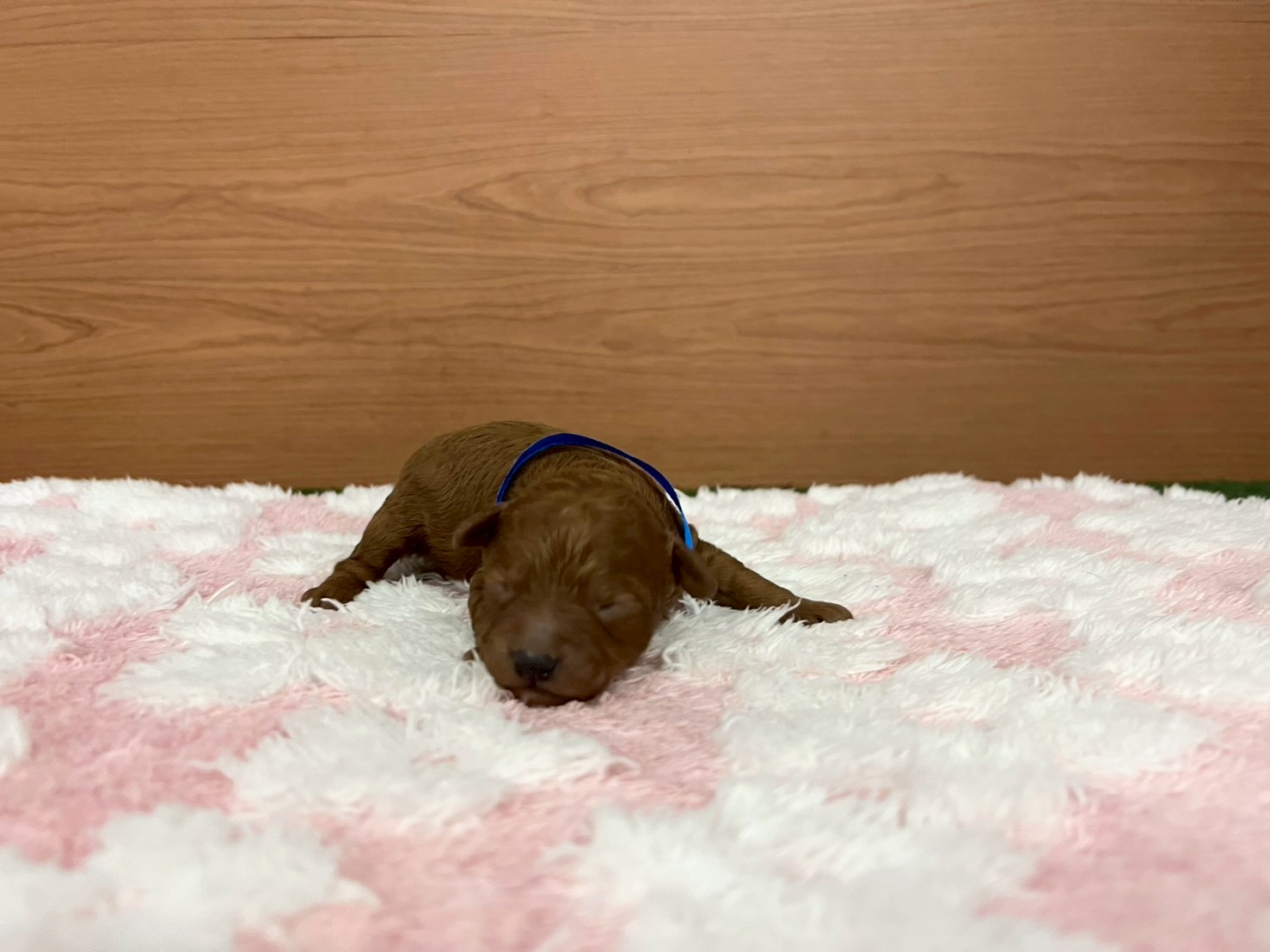 赤ちゃん写真1-1