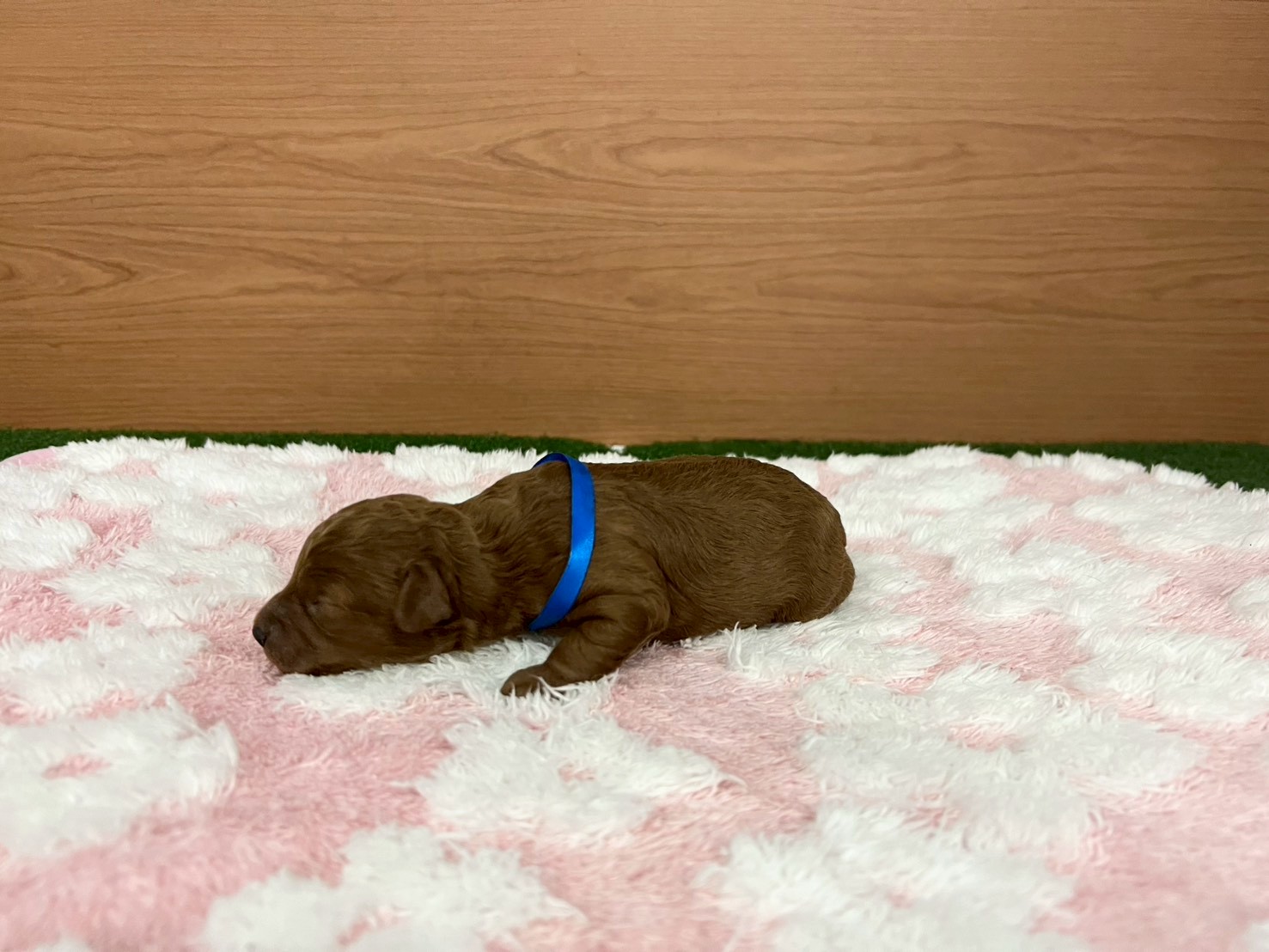 赤ちゃん写真1-2