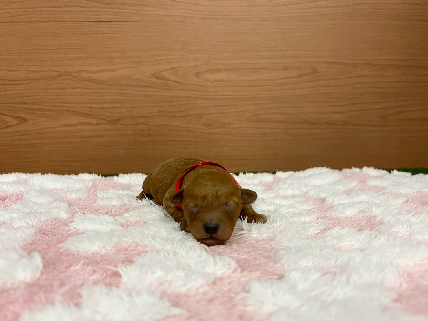 赤ちゃん写真1-1