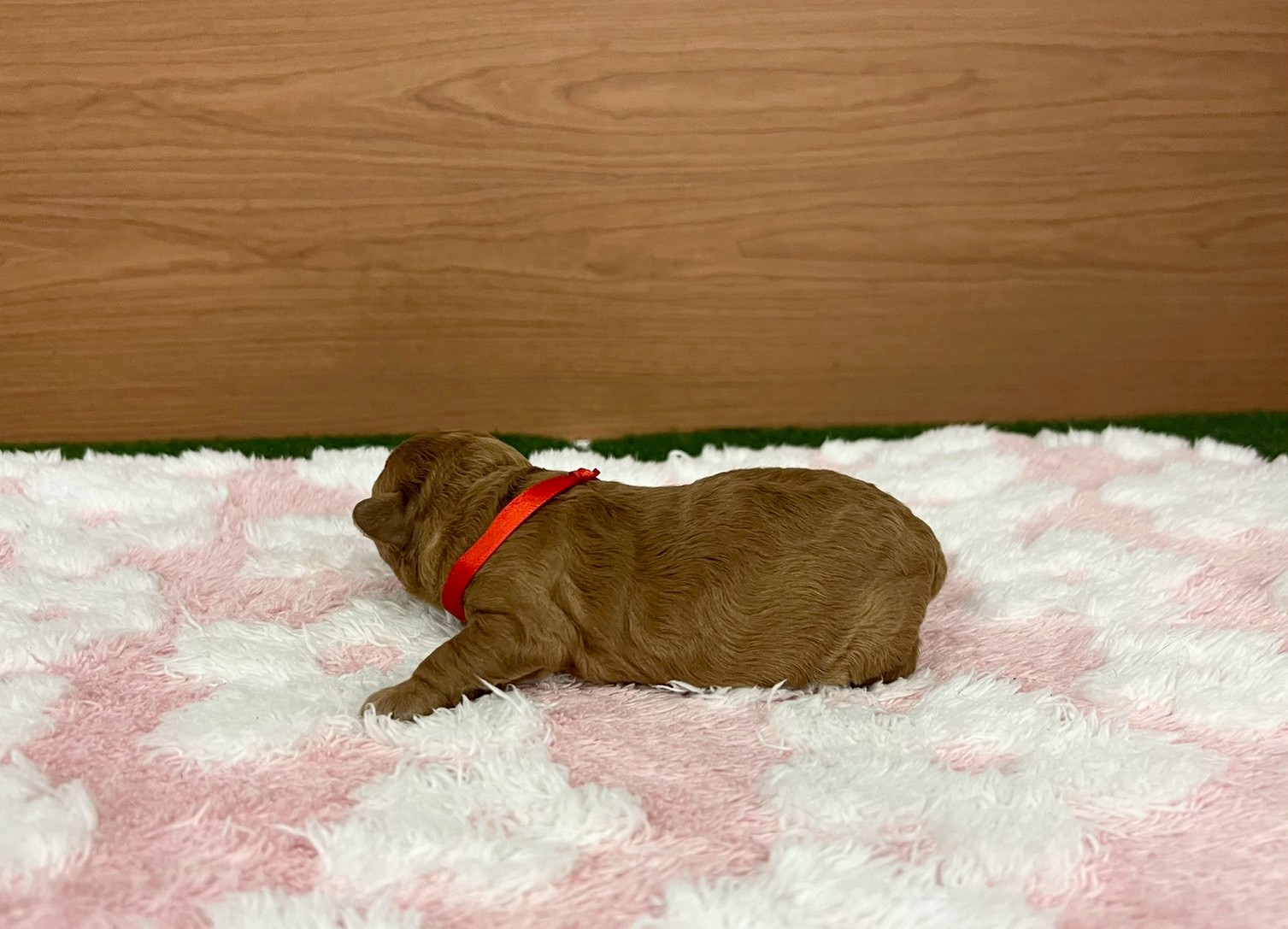 赤ちゃん写真1-2