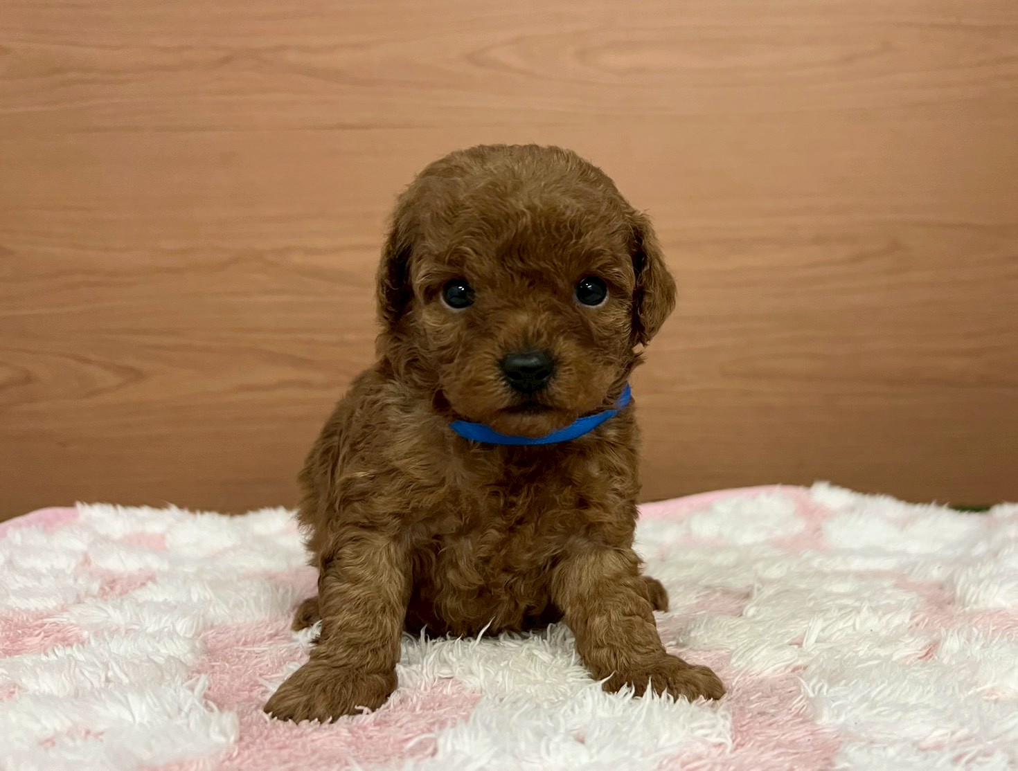 赤ちゃん写真2-1