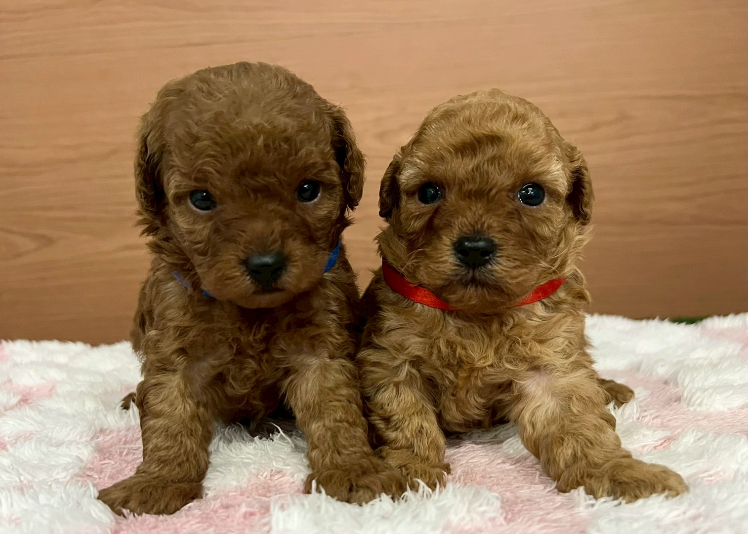 赤ちゃん写真2-3