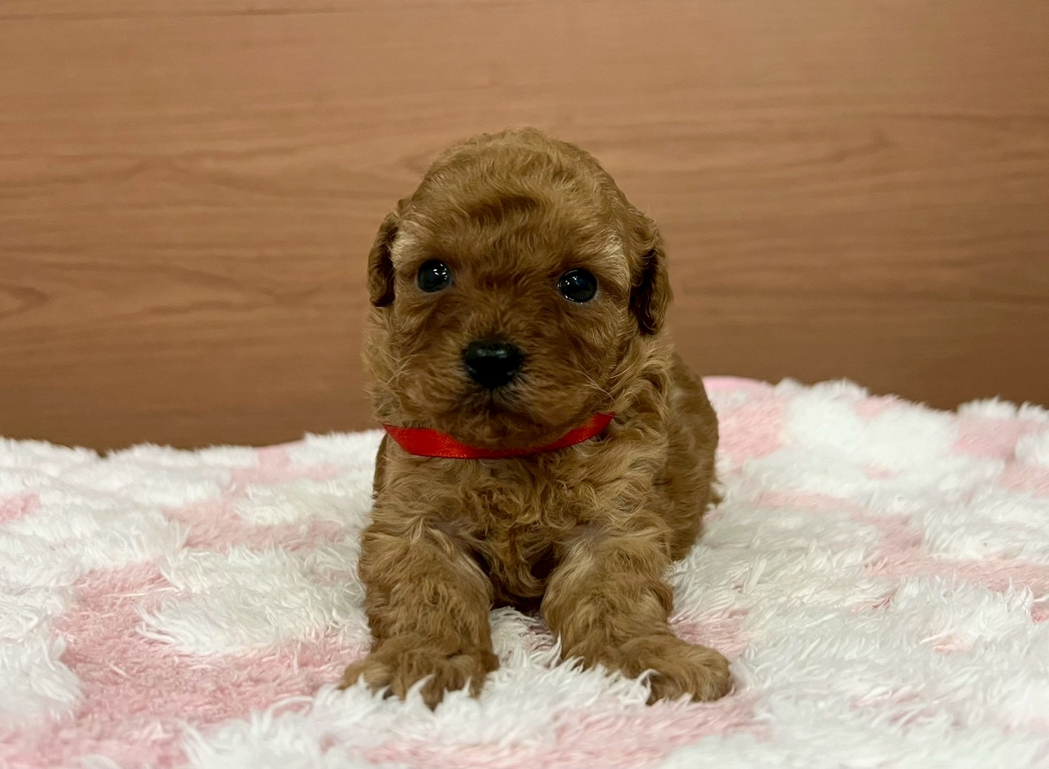 赤ちゃん写真2-1