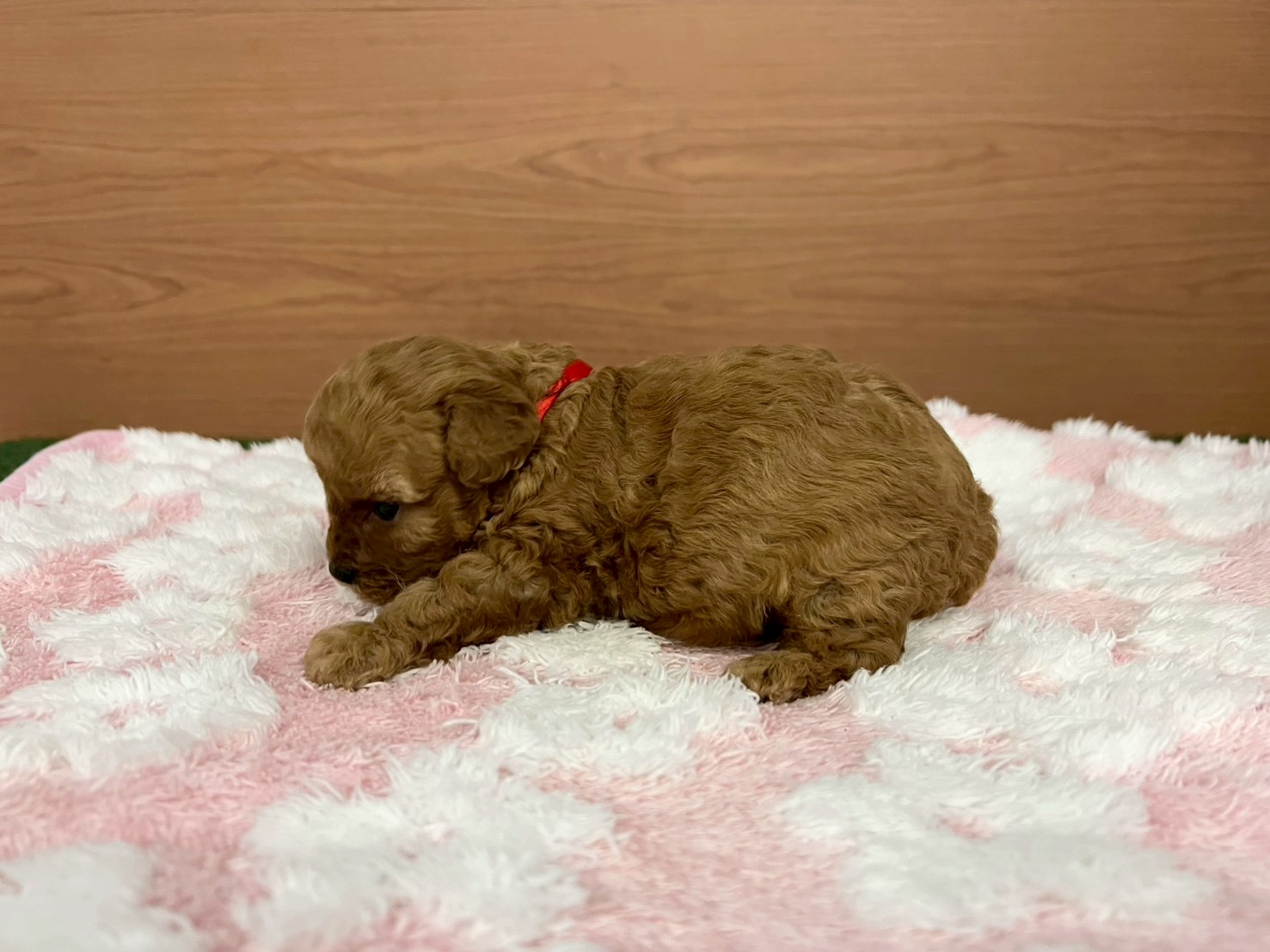 赤ちゃん写真2-2