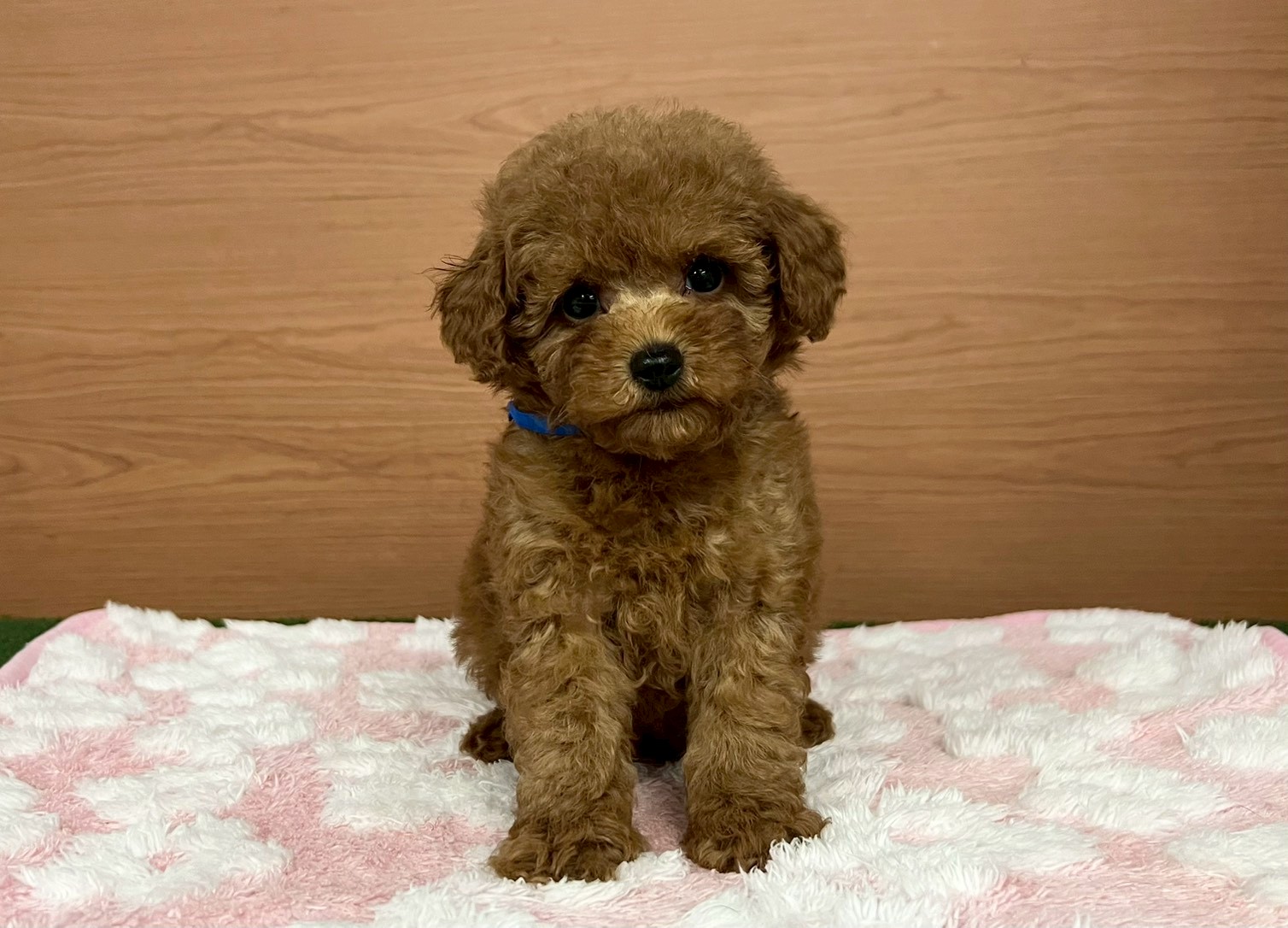 トイ・プードル