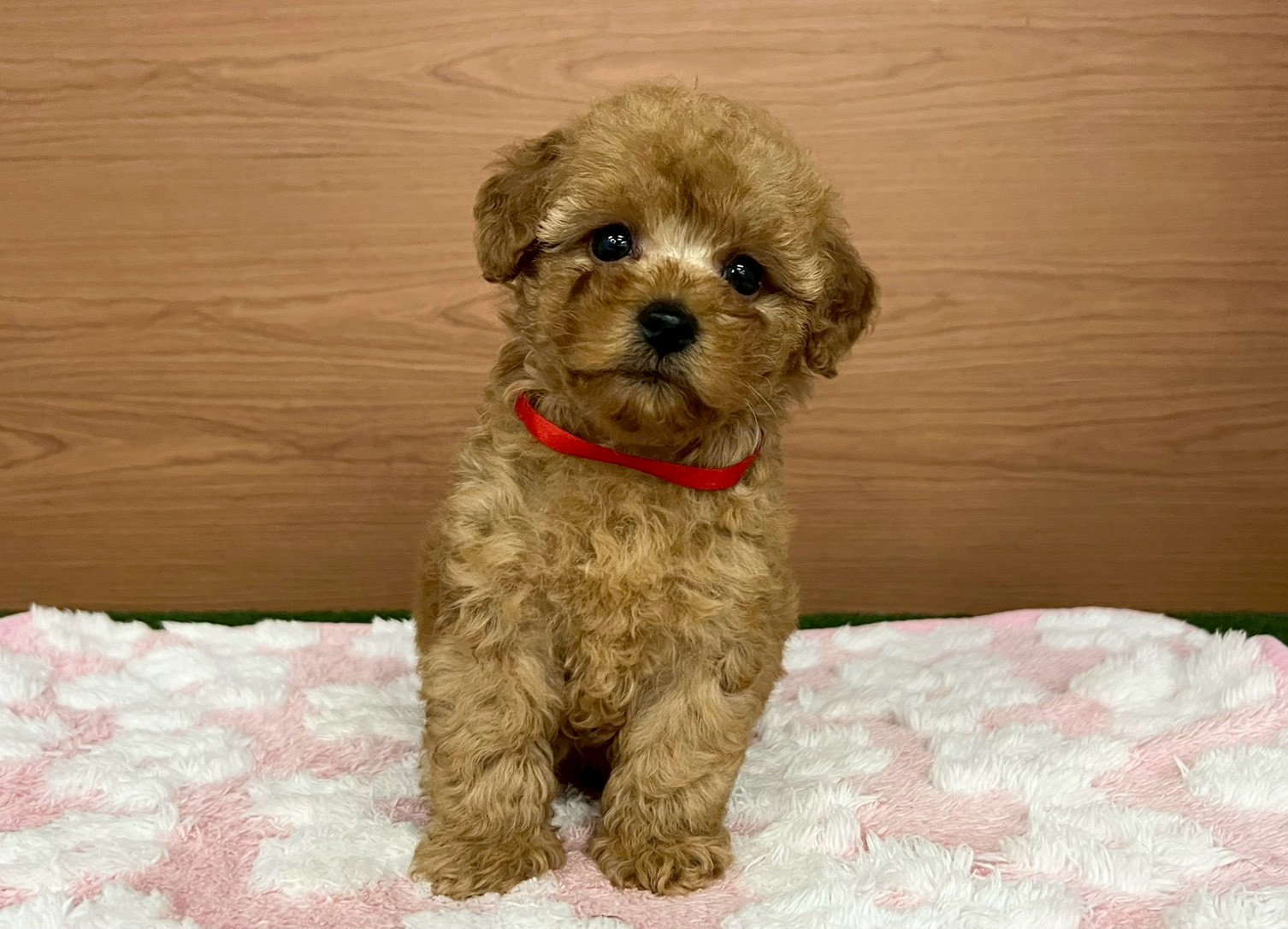 赤ちゃん写真3-1