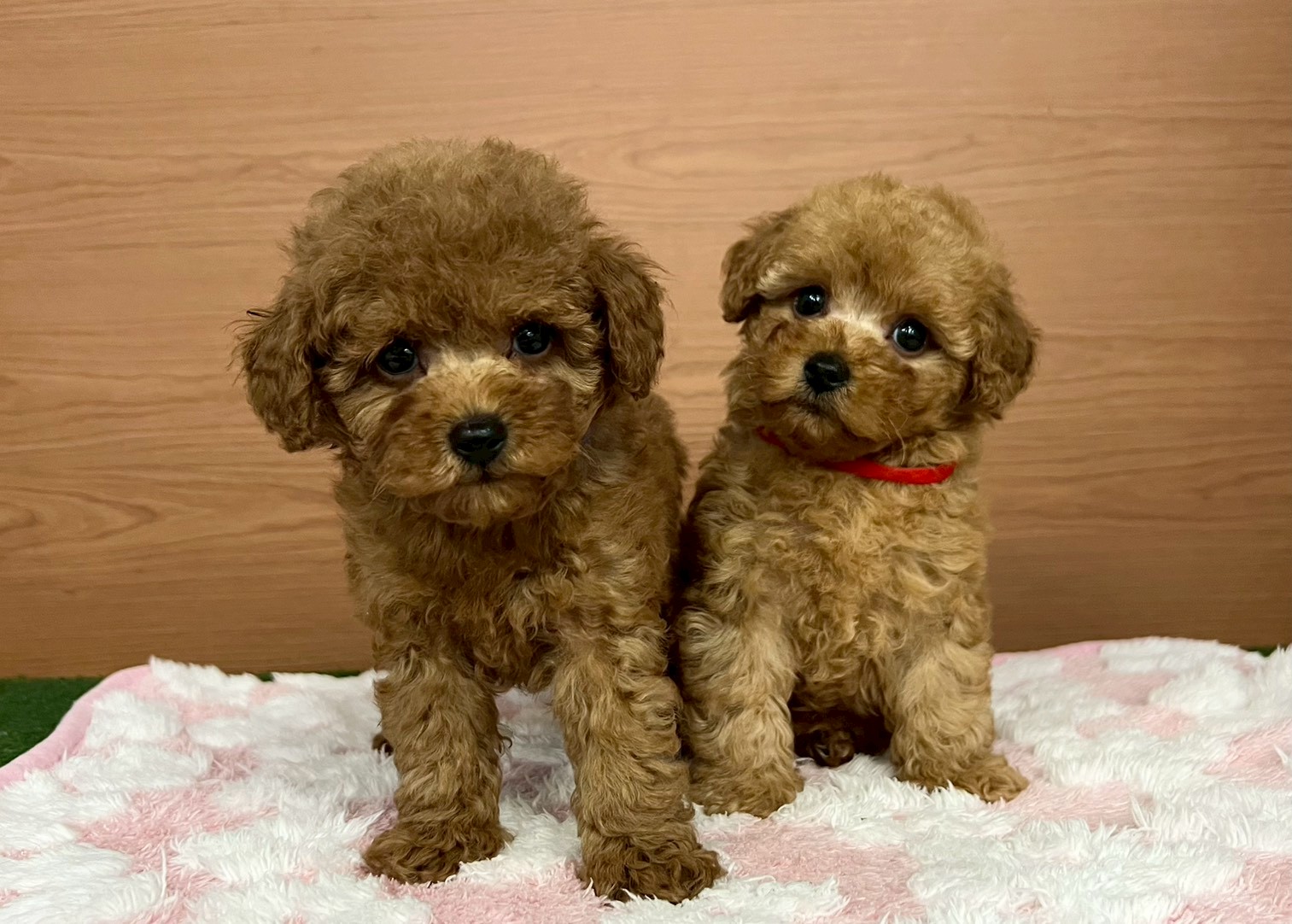 赤ちゃん写真3-3