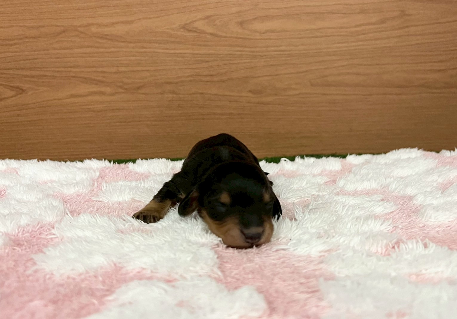 赤ちゃん写真1-1