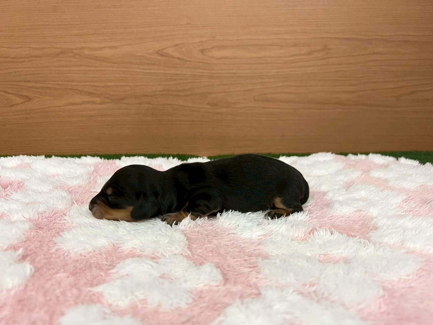 赤ちゃん写真1-2