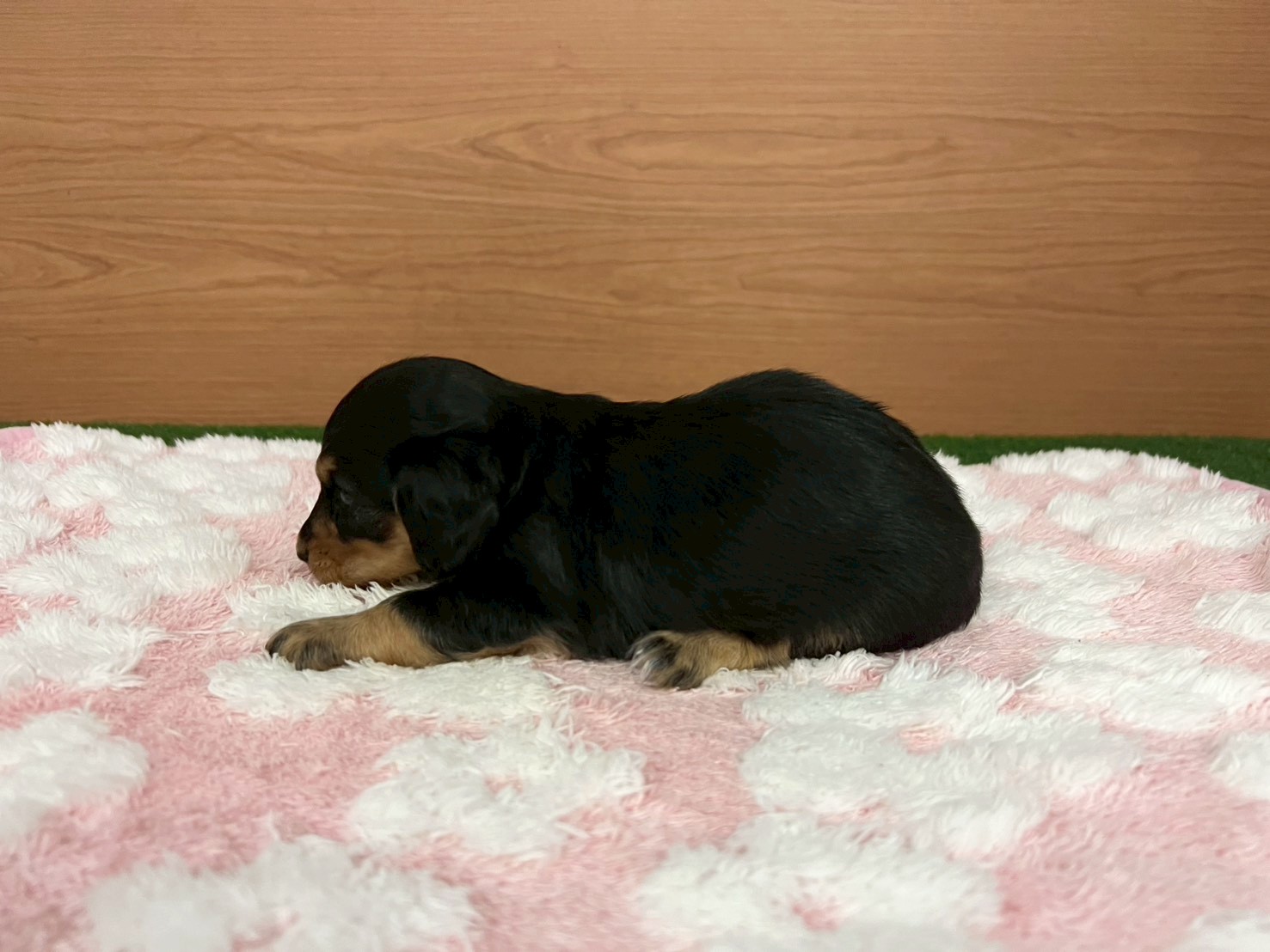 赤ちゃん写真2-2