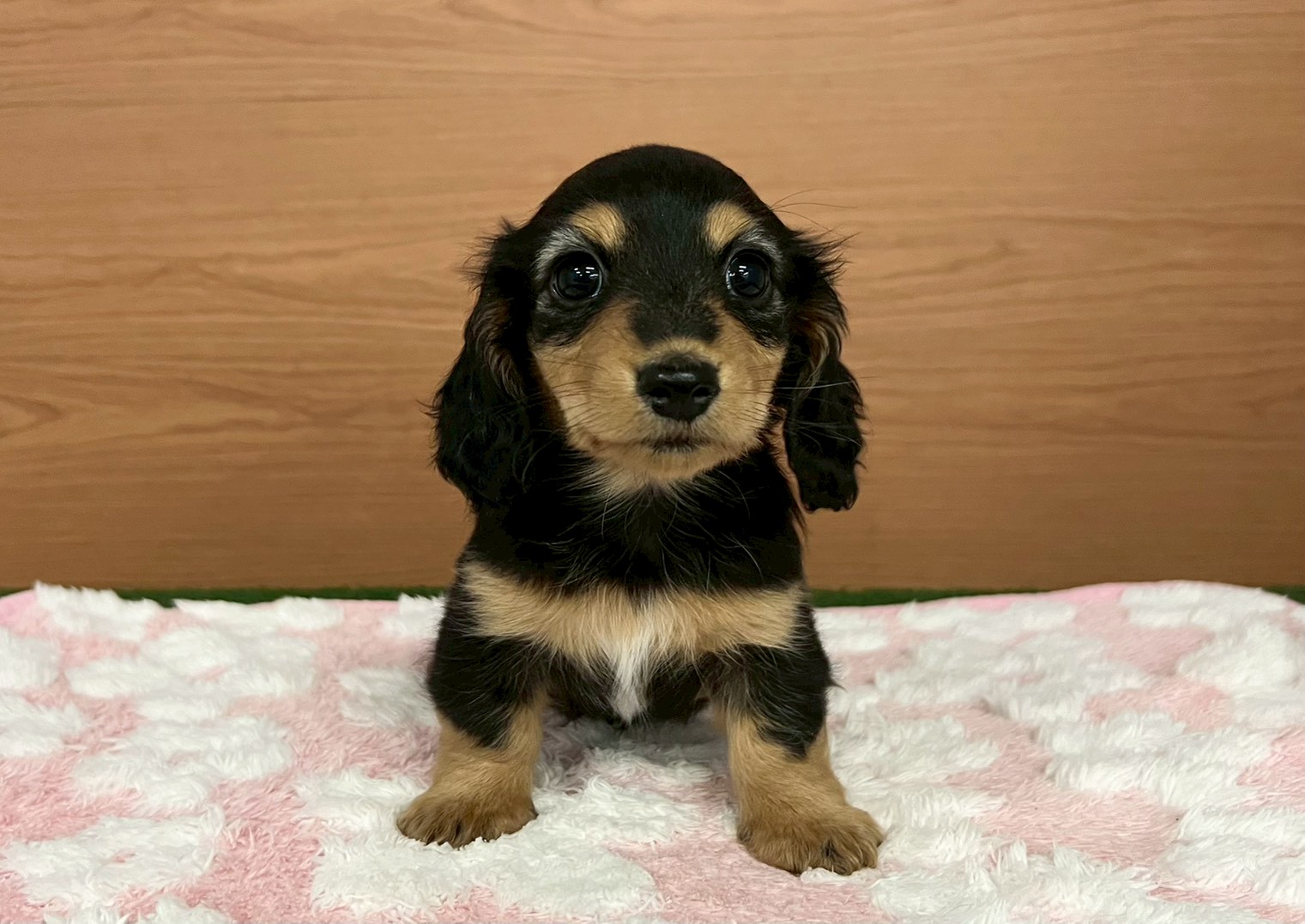 ミニチュア・ダックスフンド