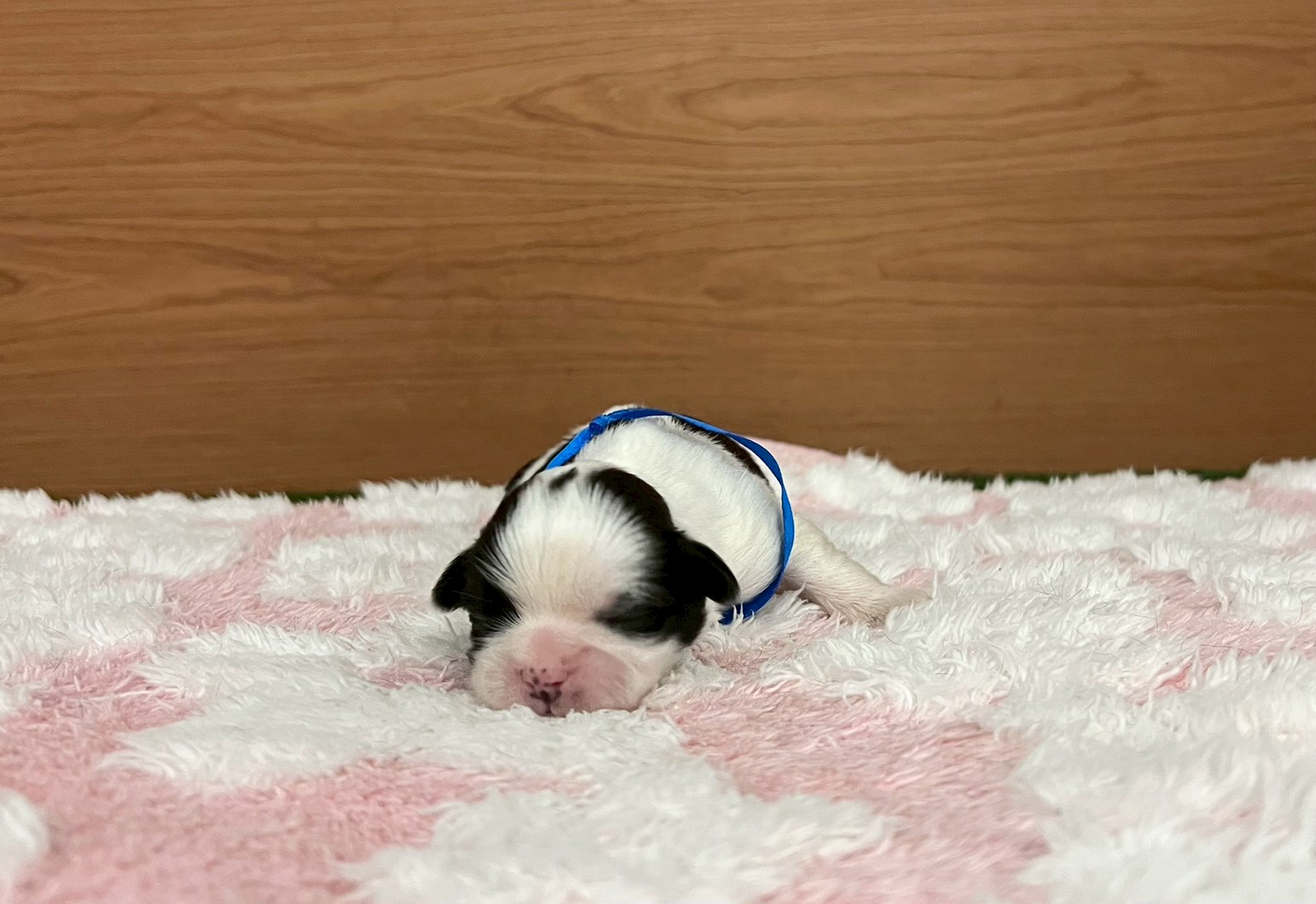 赤ちゃん写真1-1