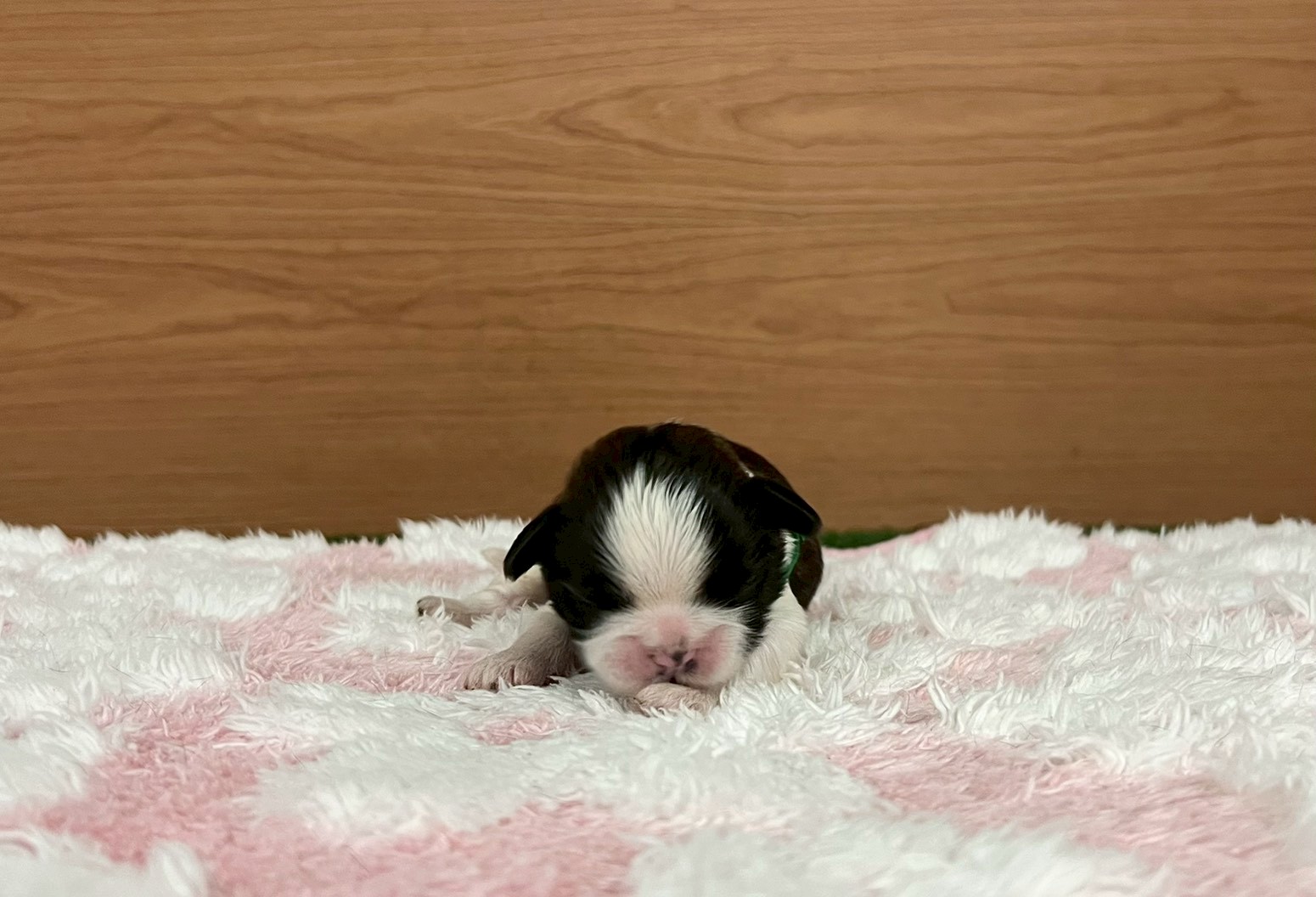 赤ちゃん写真1-1