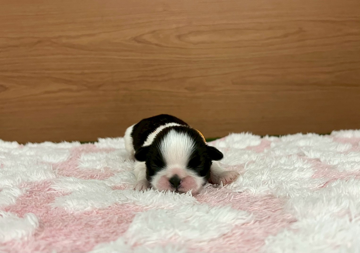 赤ちゃん写真1-1