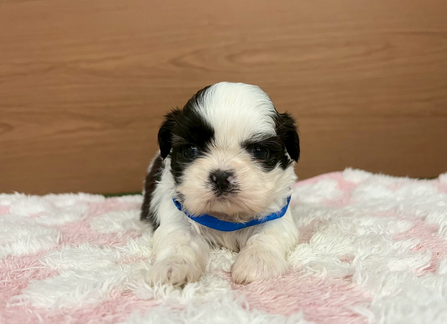 赤ちゃん写真2-1