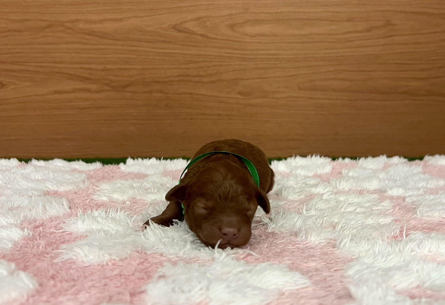 赤ちゃん写真1-1