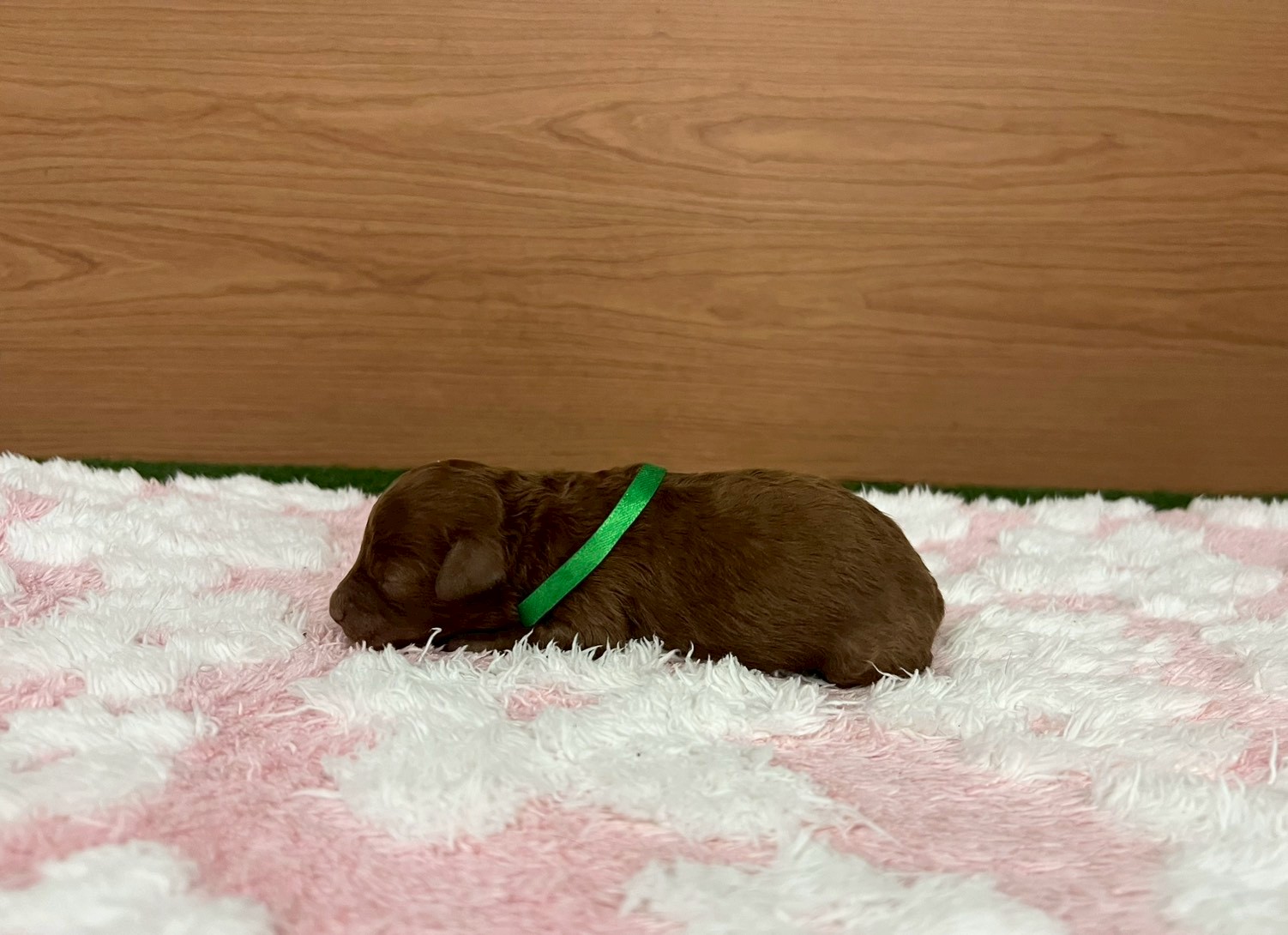 赤ちゃん写真1-2