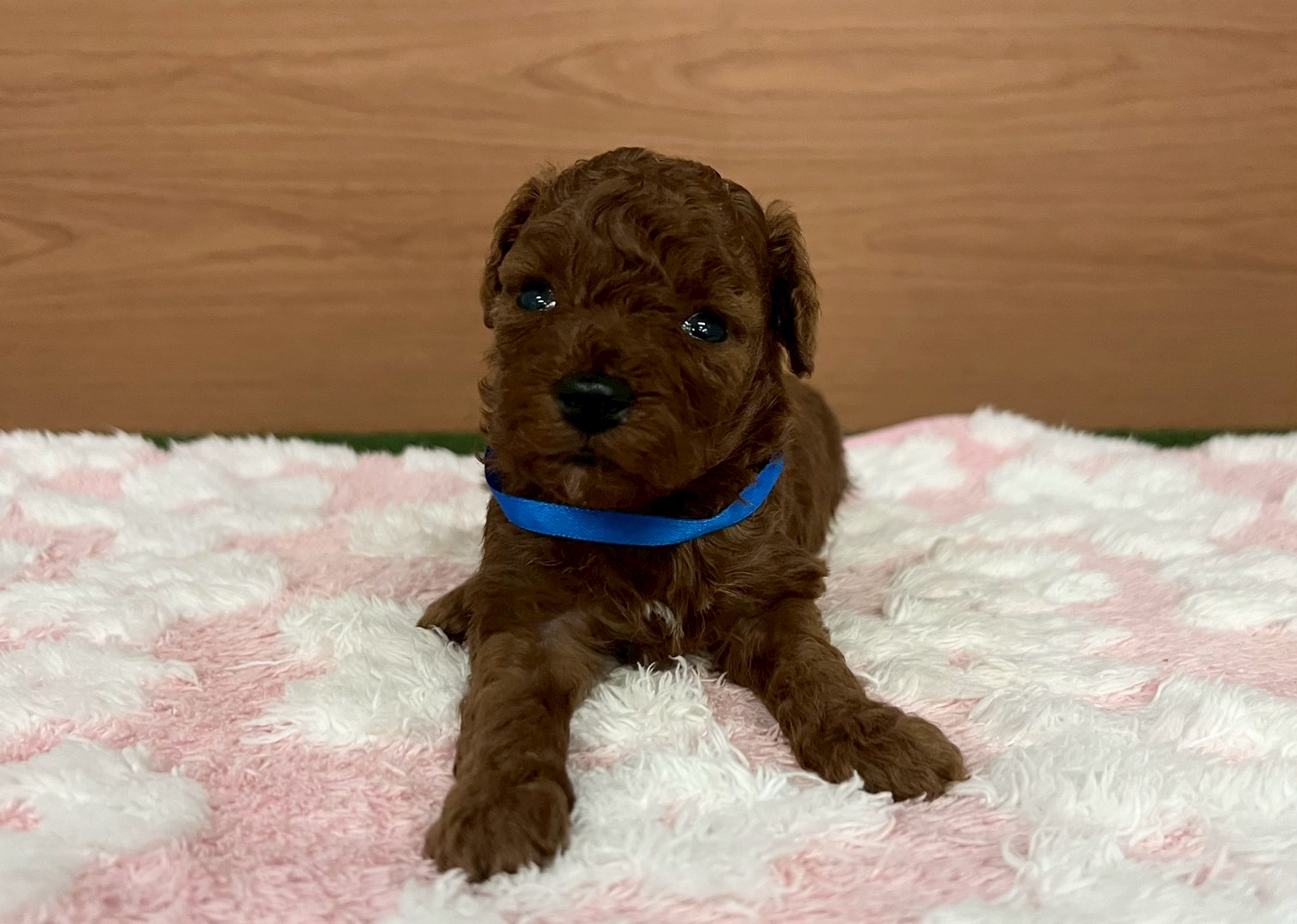 トイ・プードル