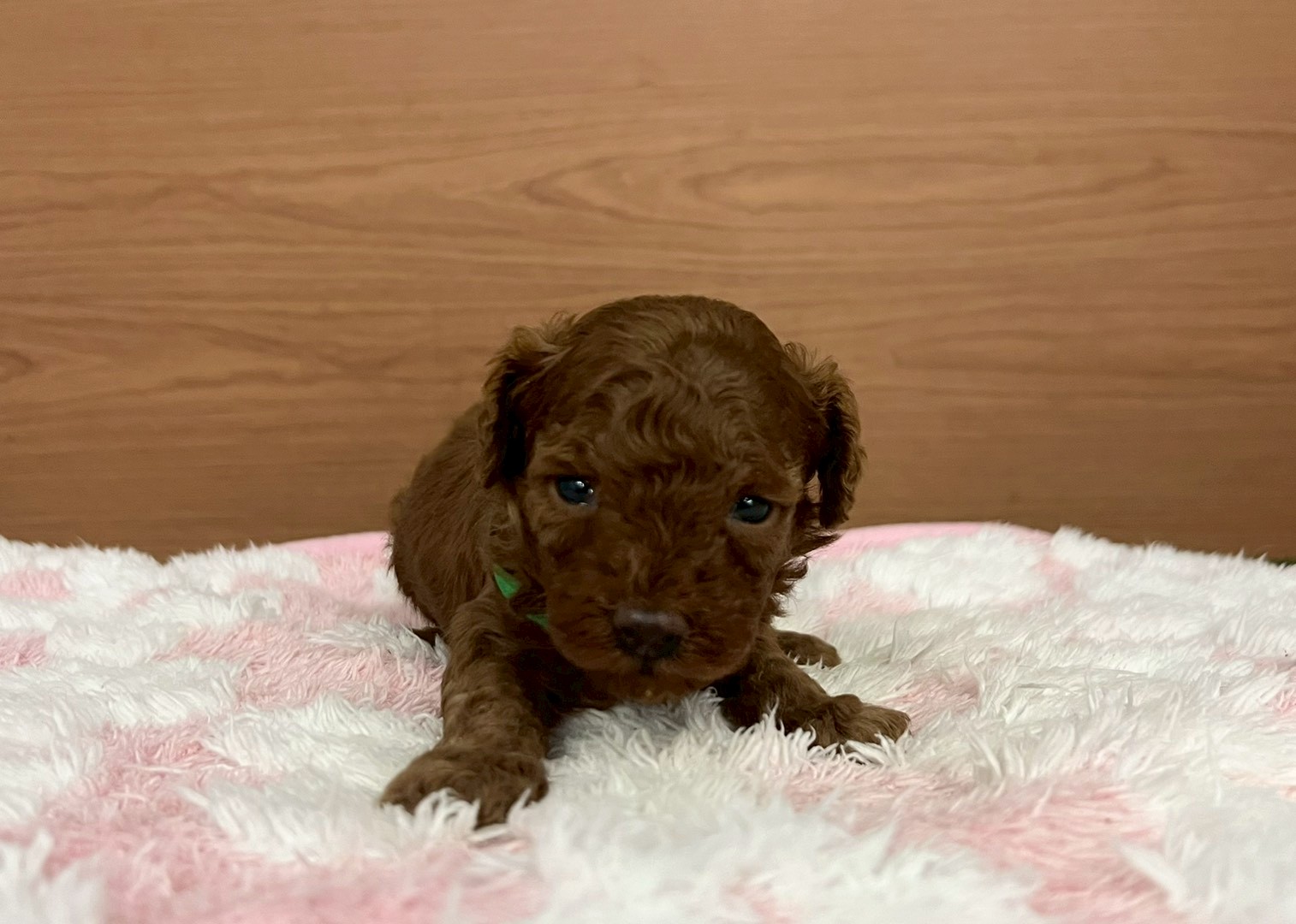 トイ・プードル