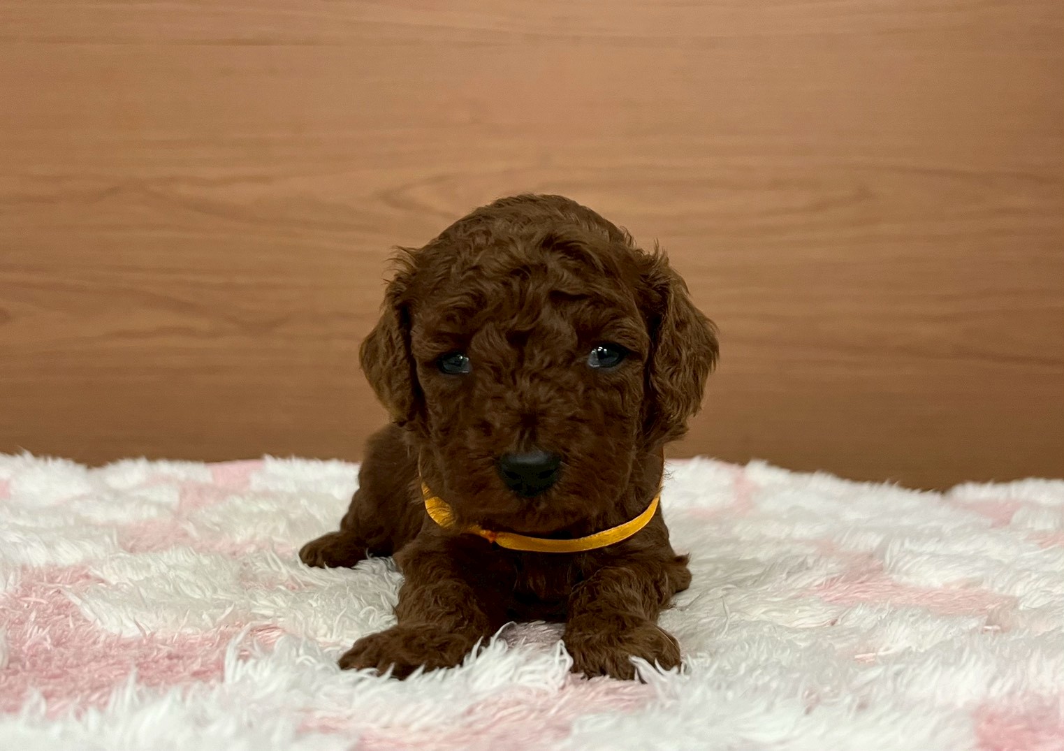 トイ・プードル