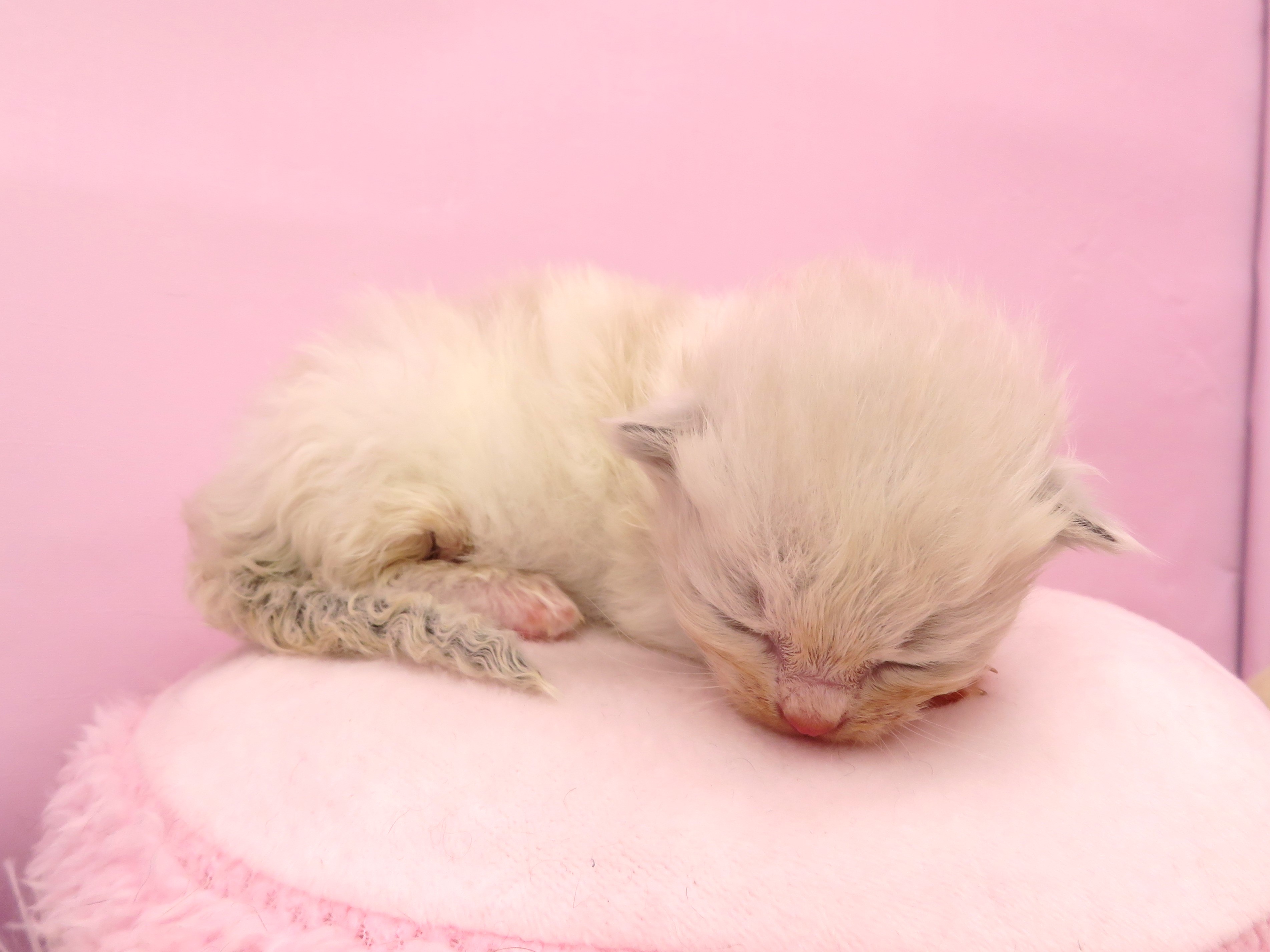 赤ちゃん写真1-2