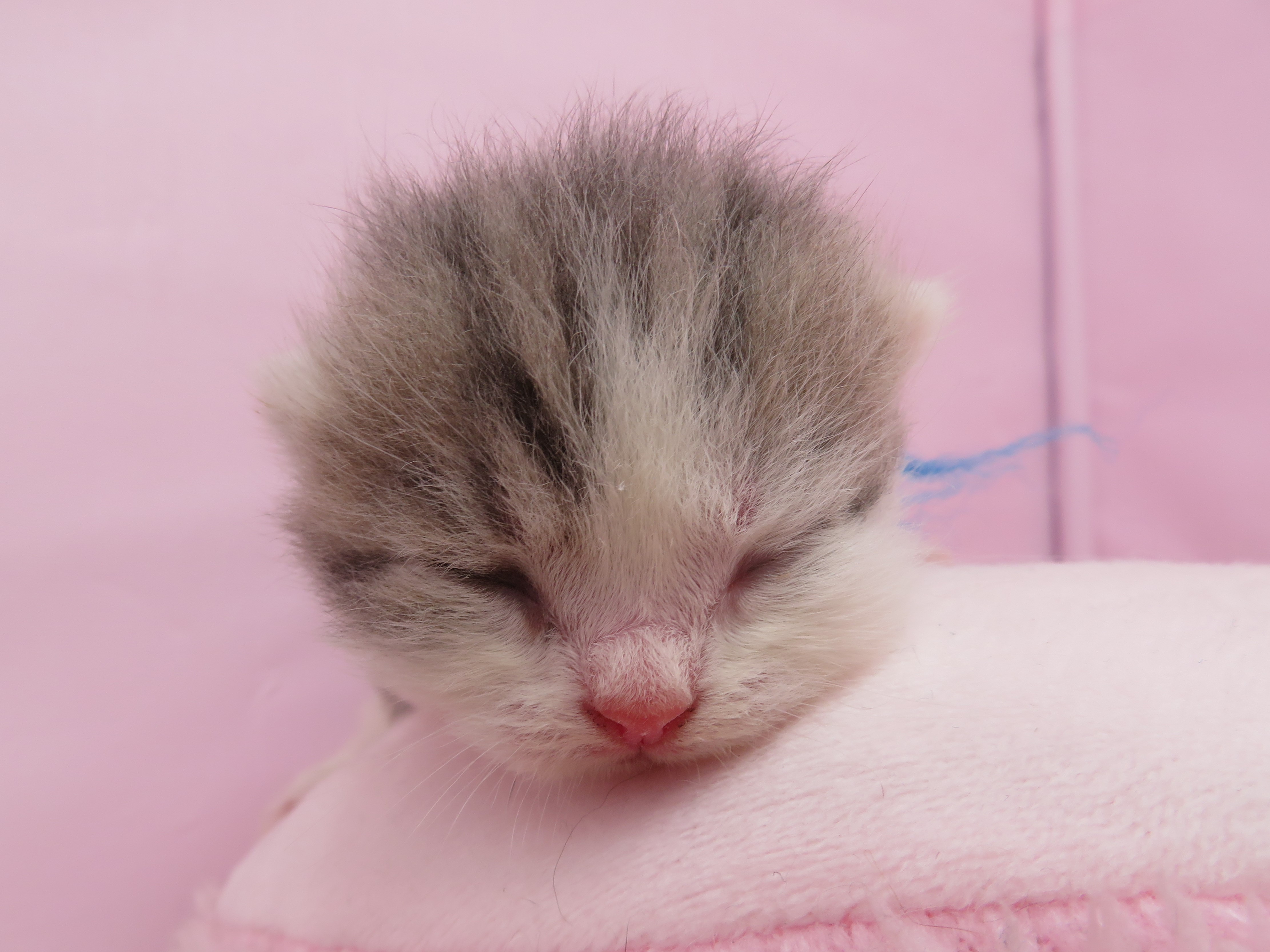 赤ちゃん写真1-1