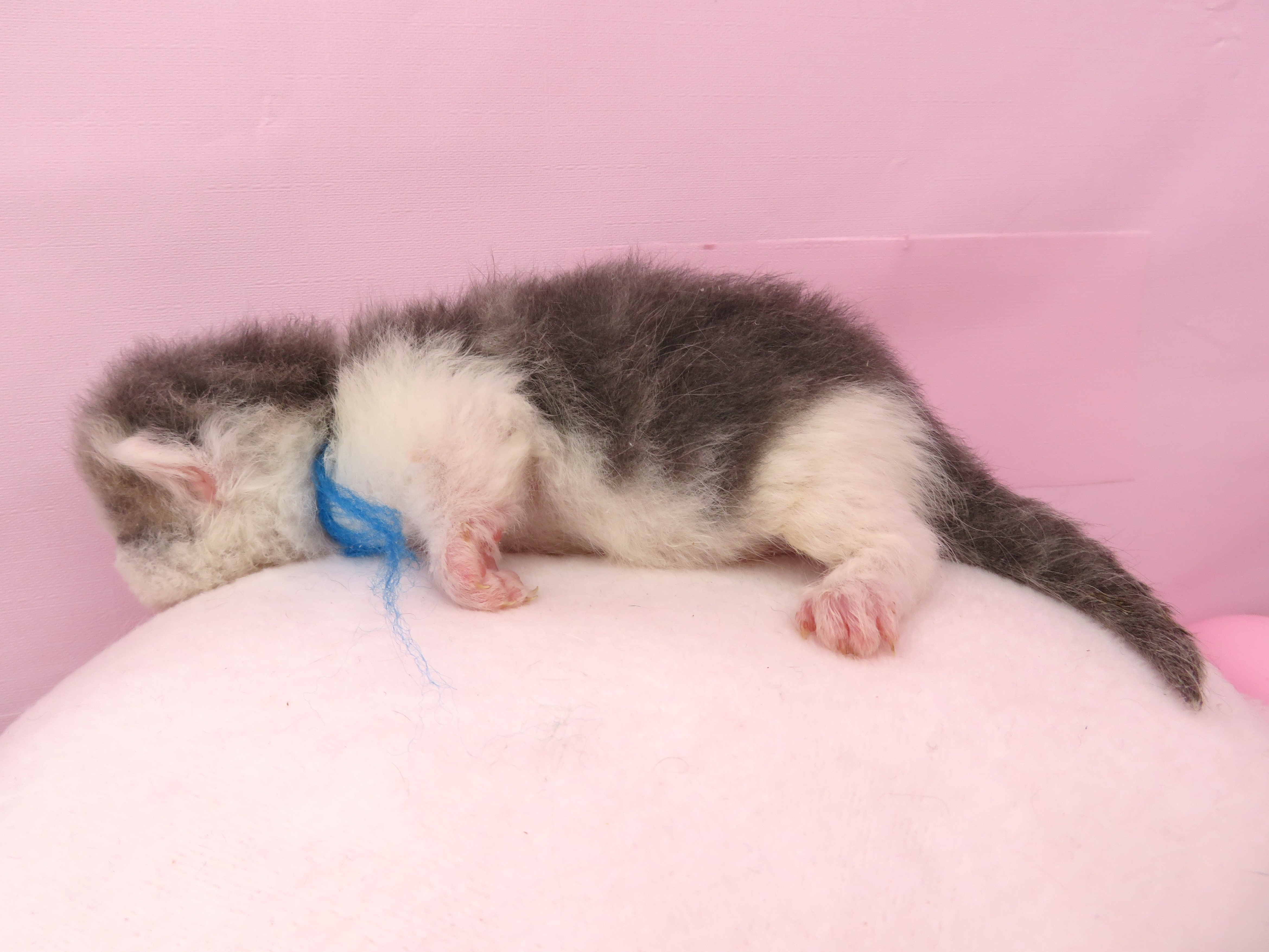 赤ちゃん写真1-2