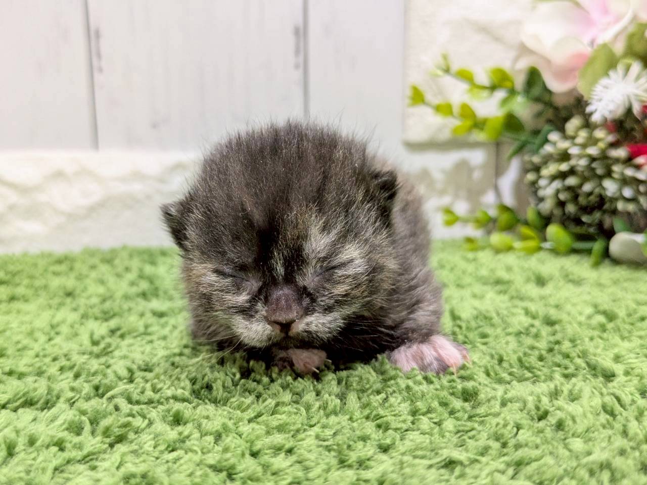 赤ちゃん写真1-1