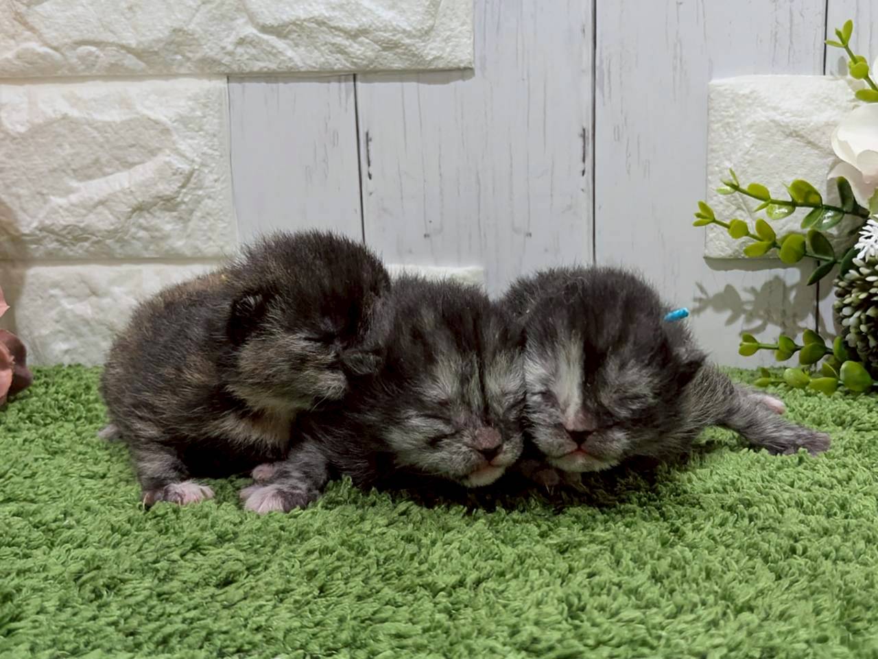 赤ちゃん写真1-3