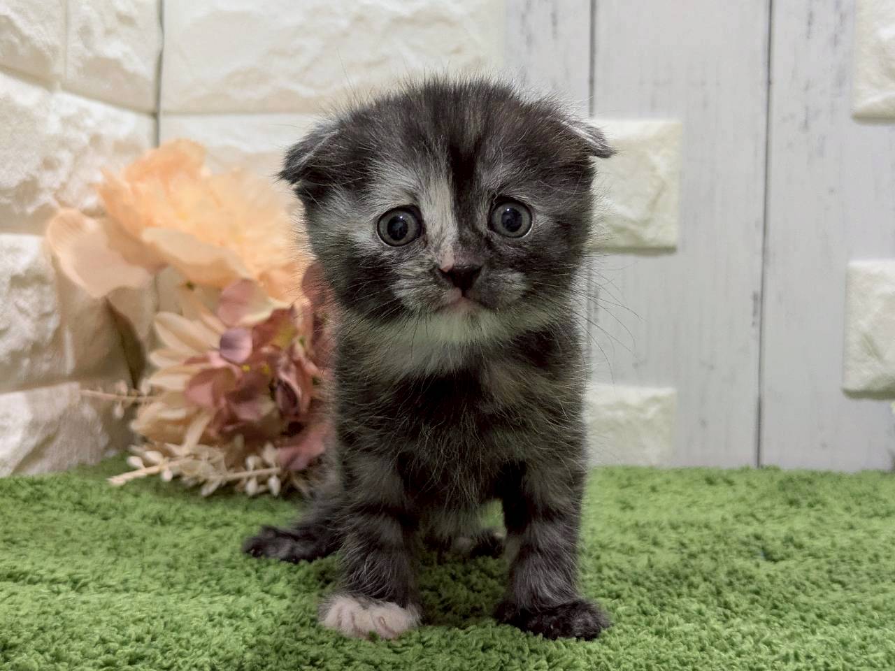 スコティッシュフォールド