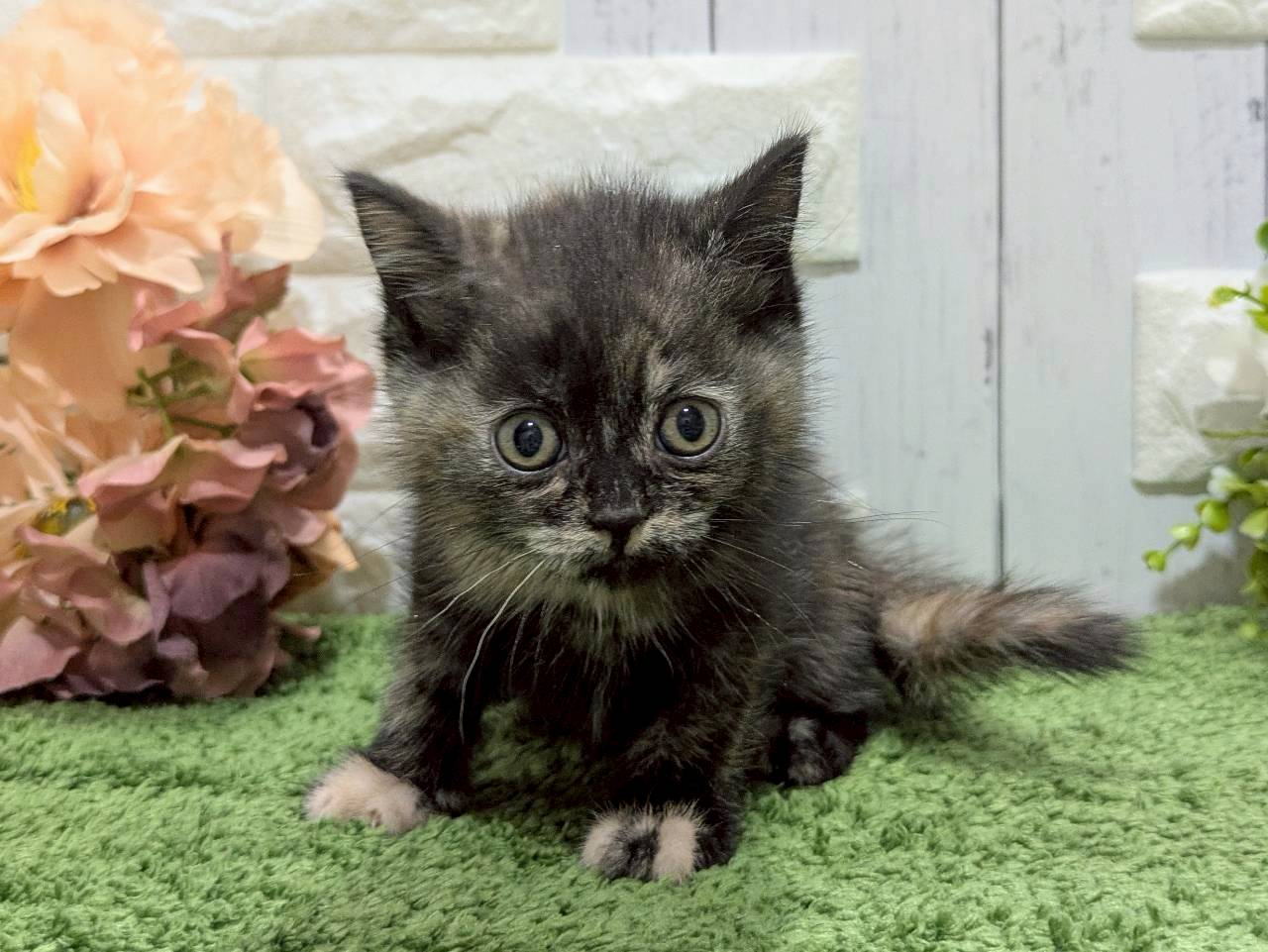 スコティッシュフォールド