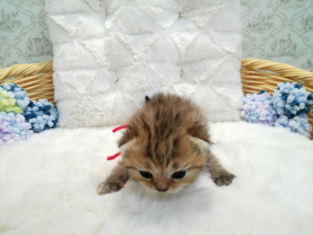 赤ちゃん写真1-1