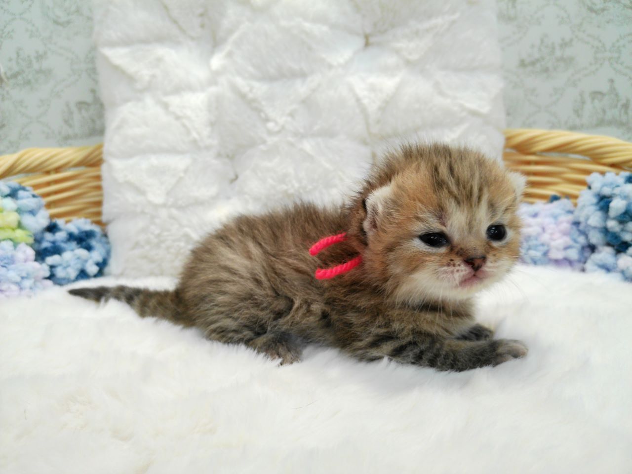 赤ちゃん写真1-2