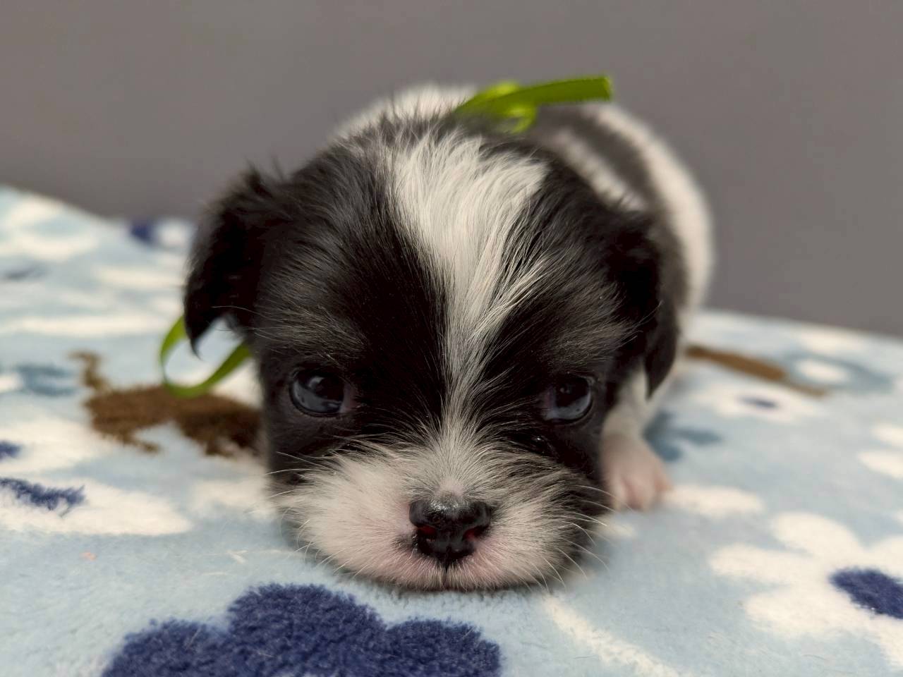 チワワ（ロングコート）