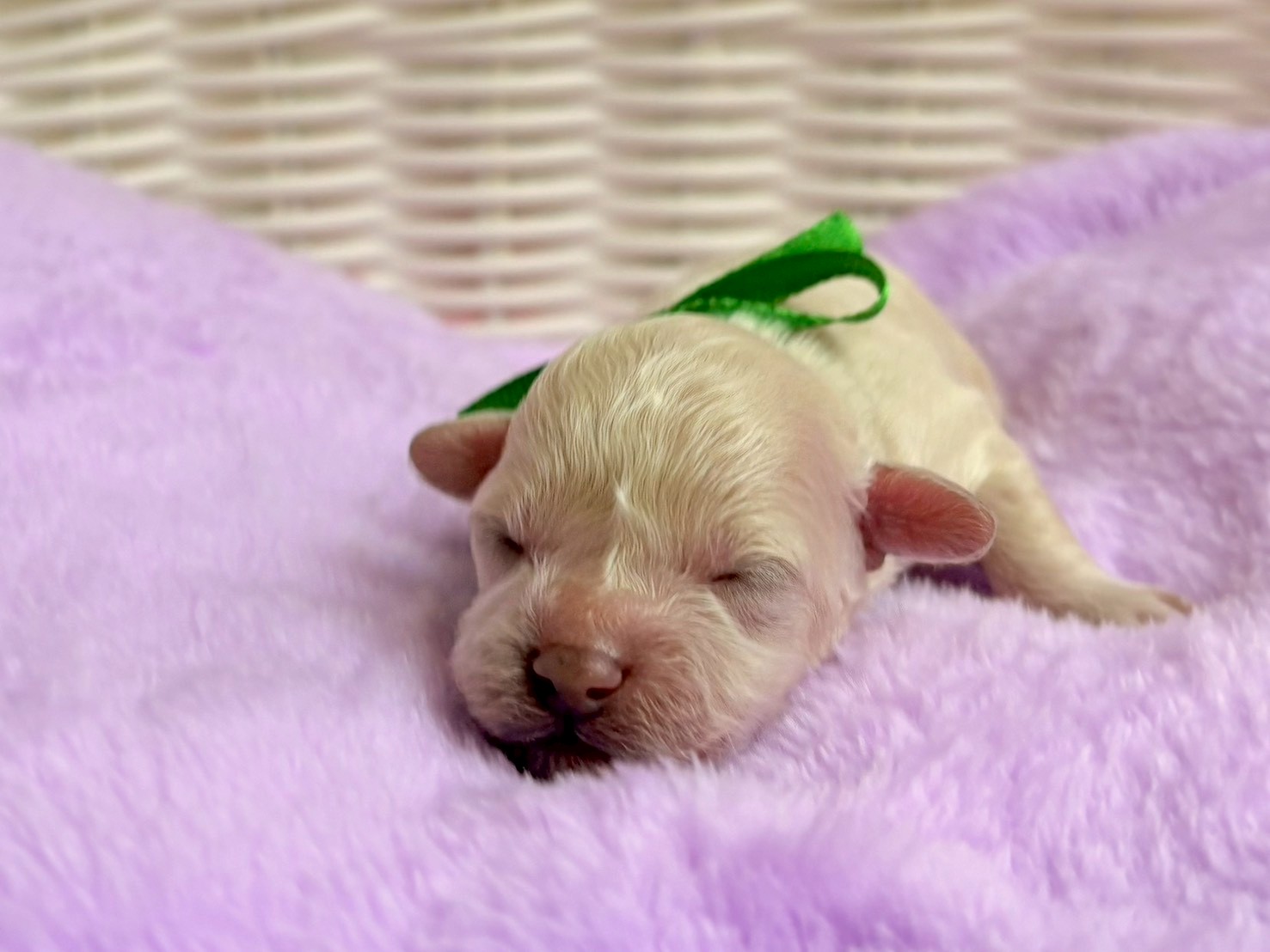 トイ・プードル