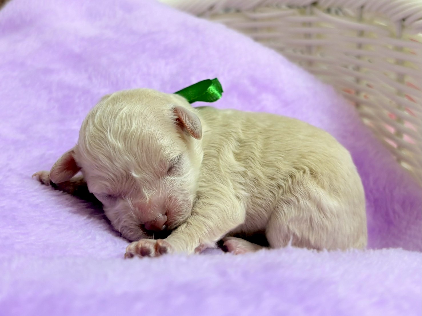 赤ちゃん写真1-2