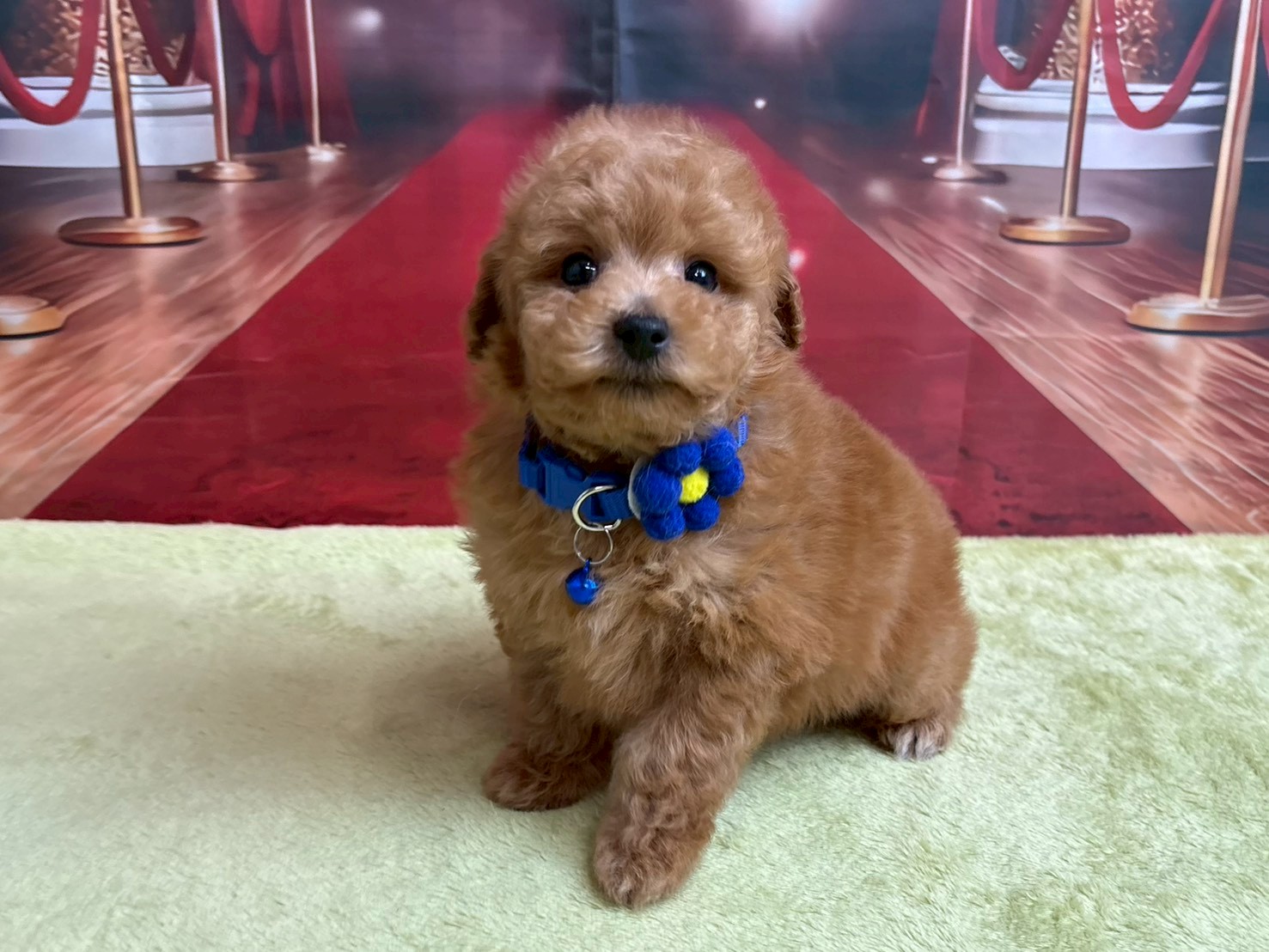 トイ・プードル