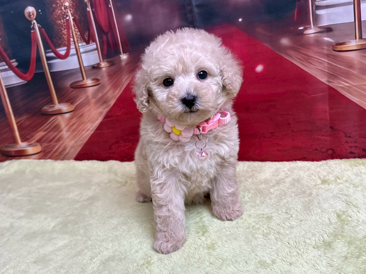 トイ・プードル