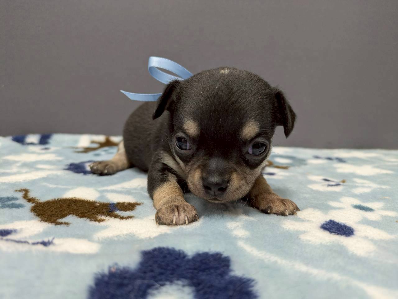 チワワ（スムースコート）