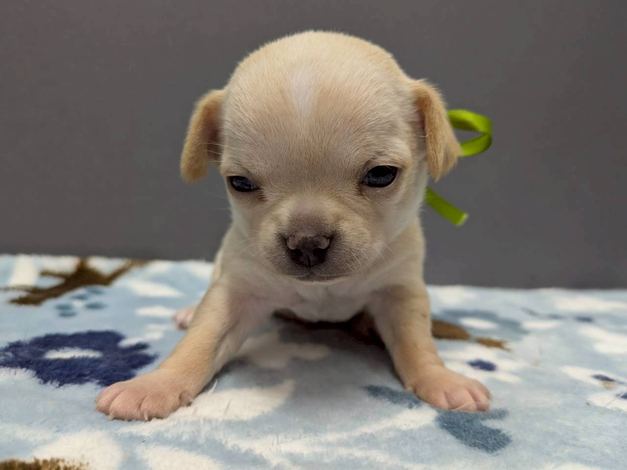 チワワ（スムースコート）