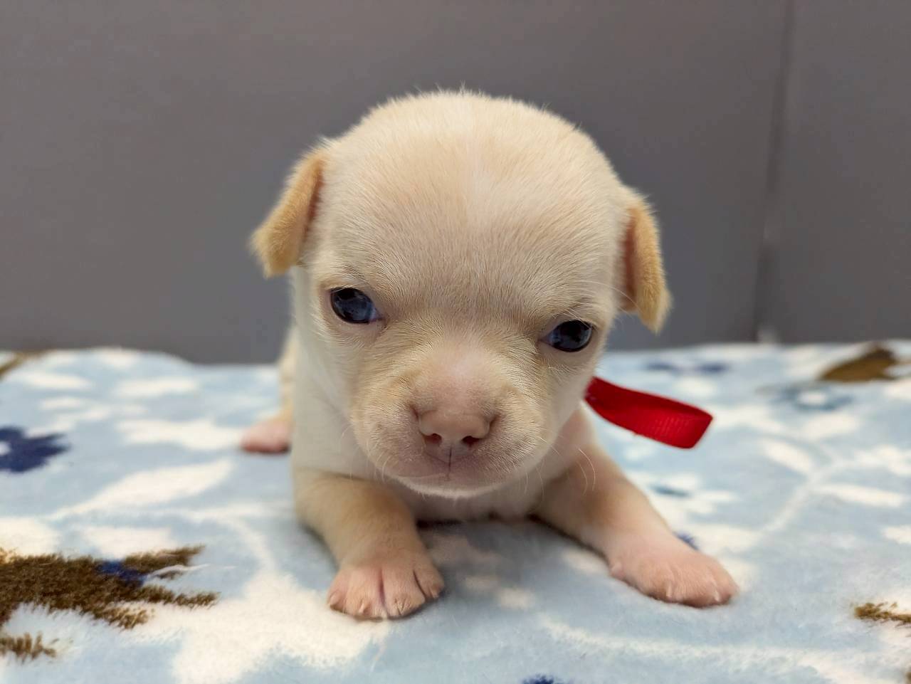 チワワ（スムースコート）