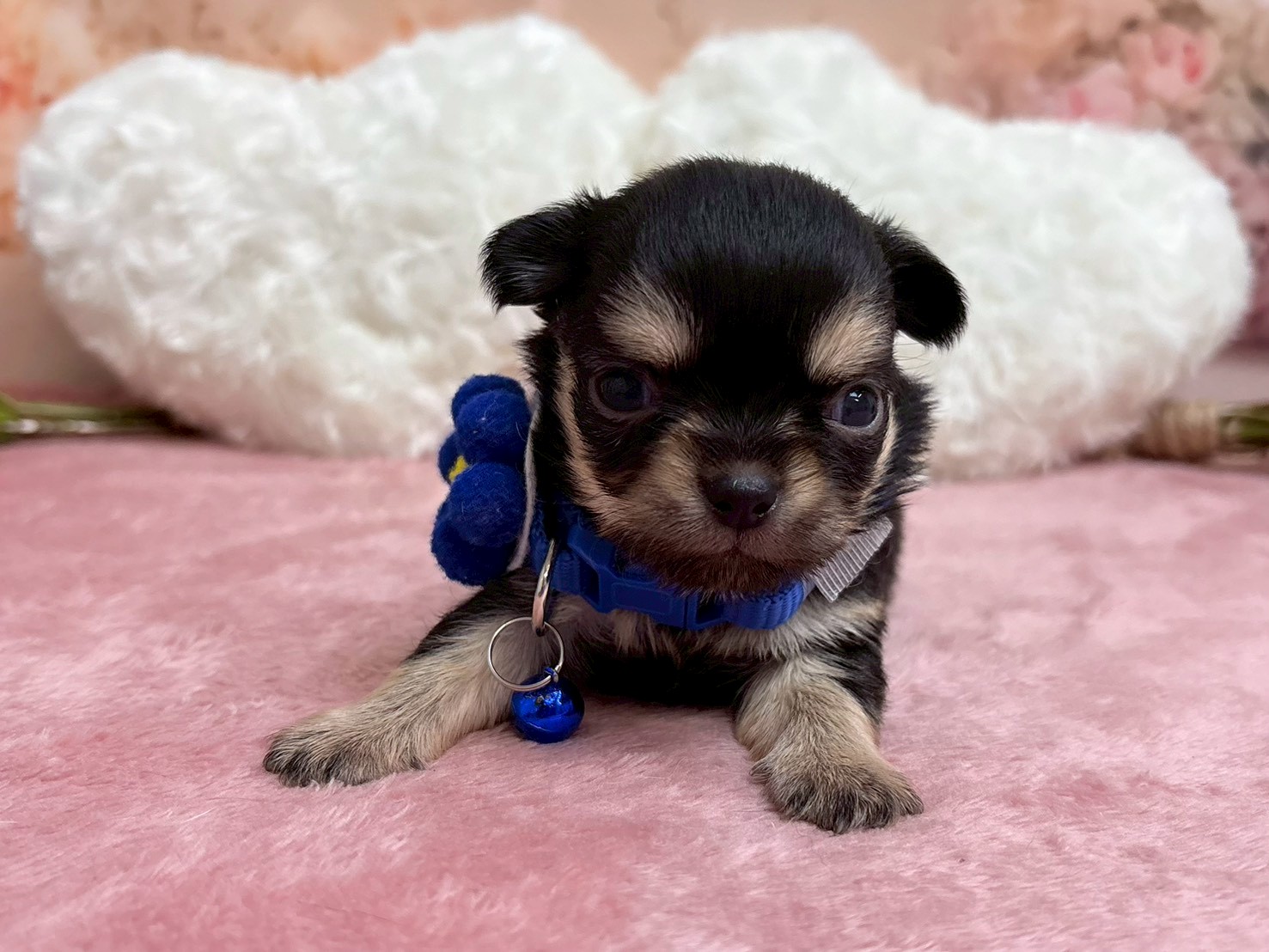 チワワ（ロングコート）