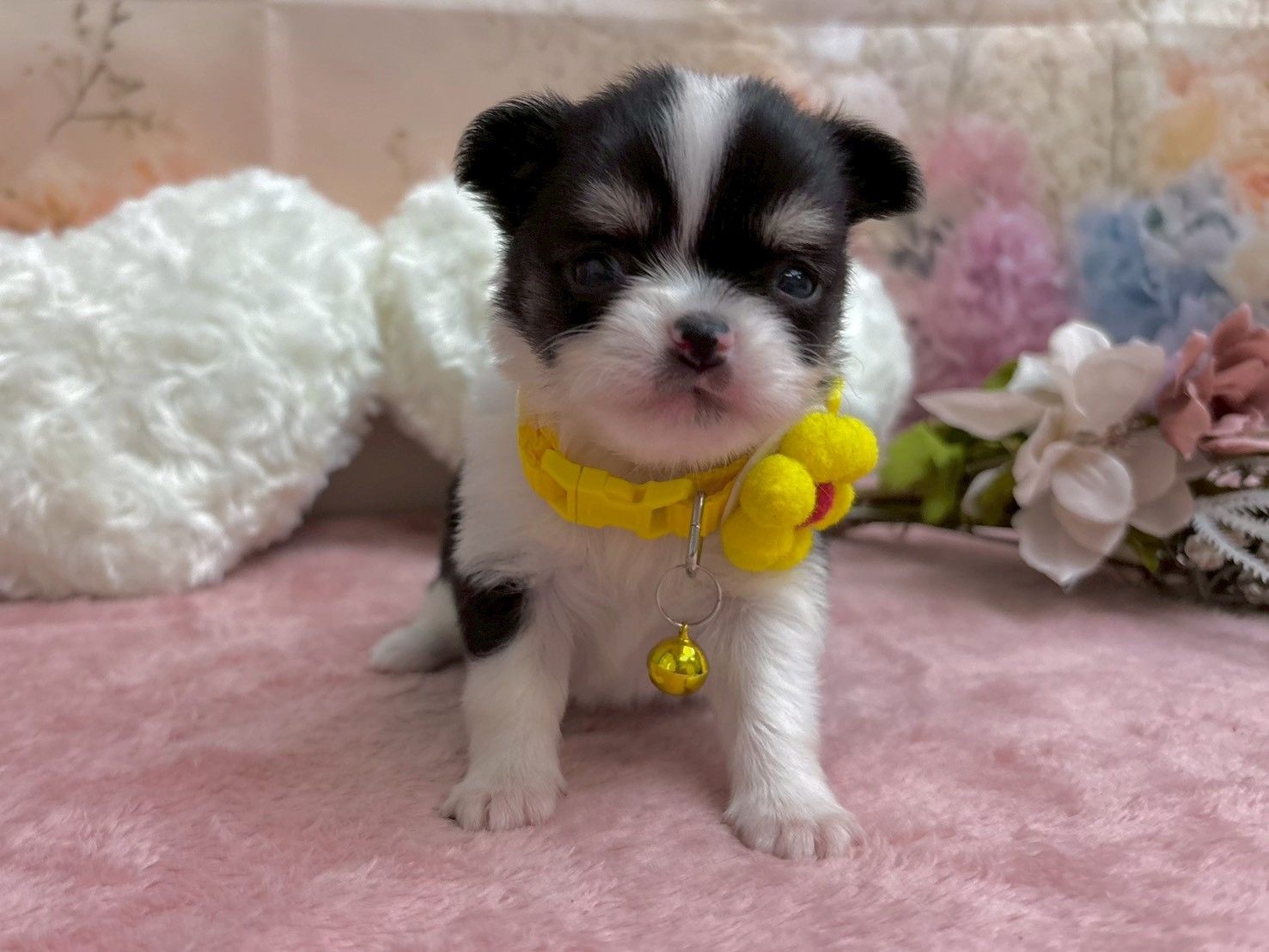 チワワ（ロングコート）