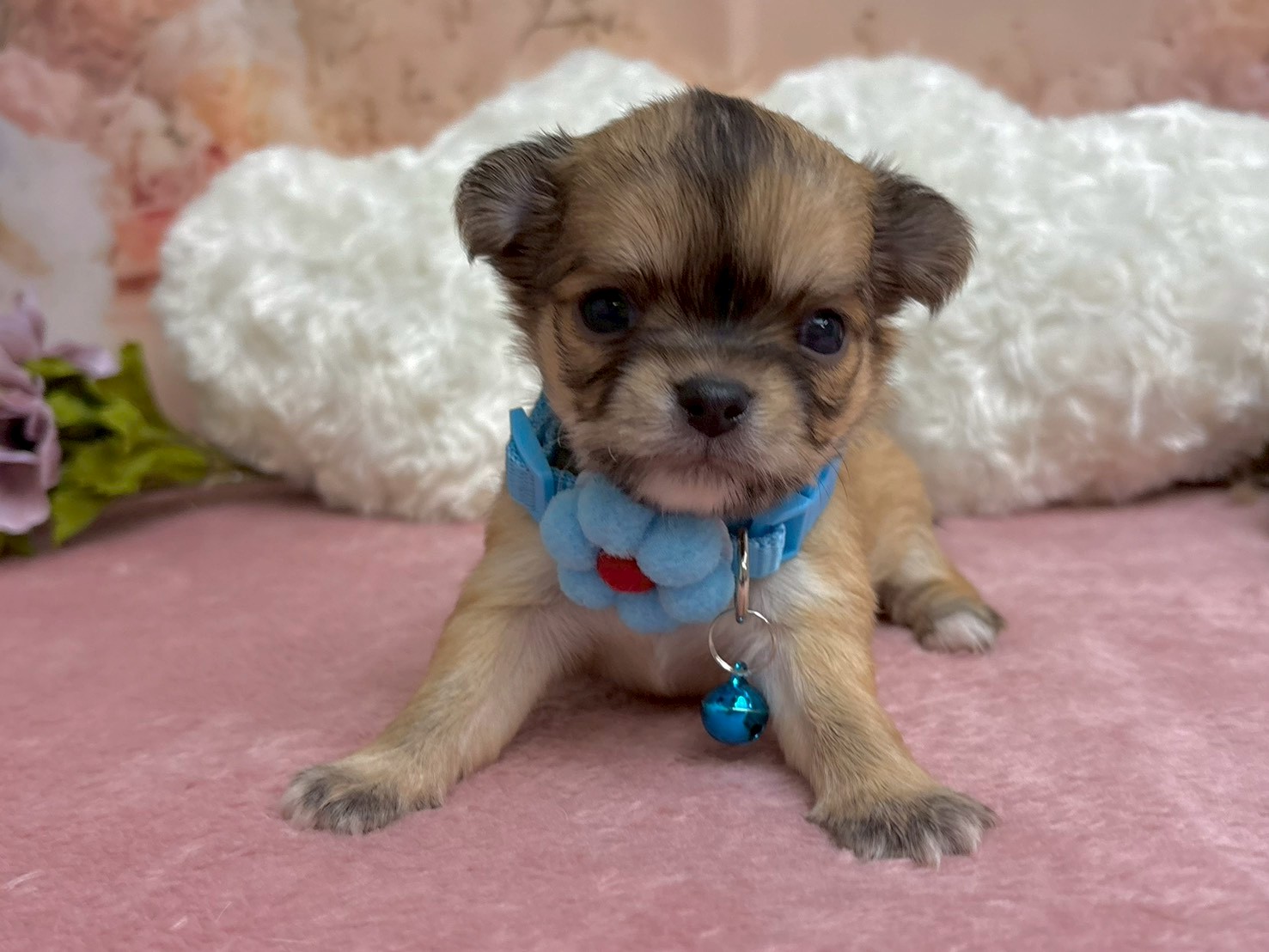 チワワ（ロングコート）