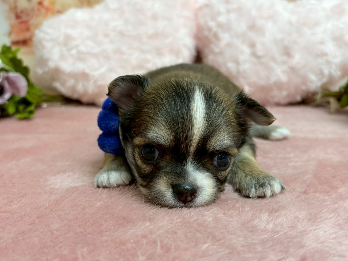 チワワ（ロングコート）