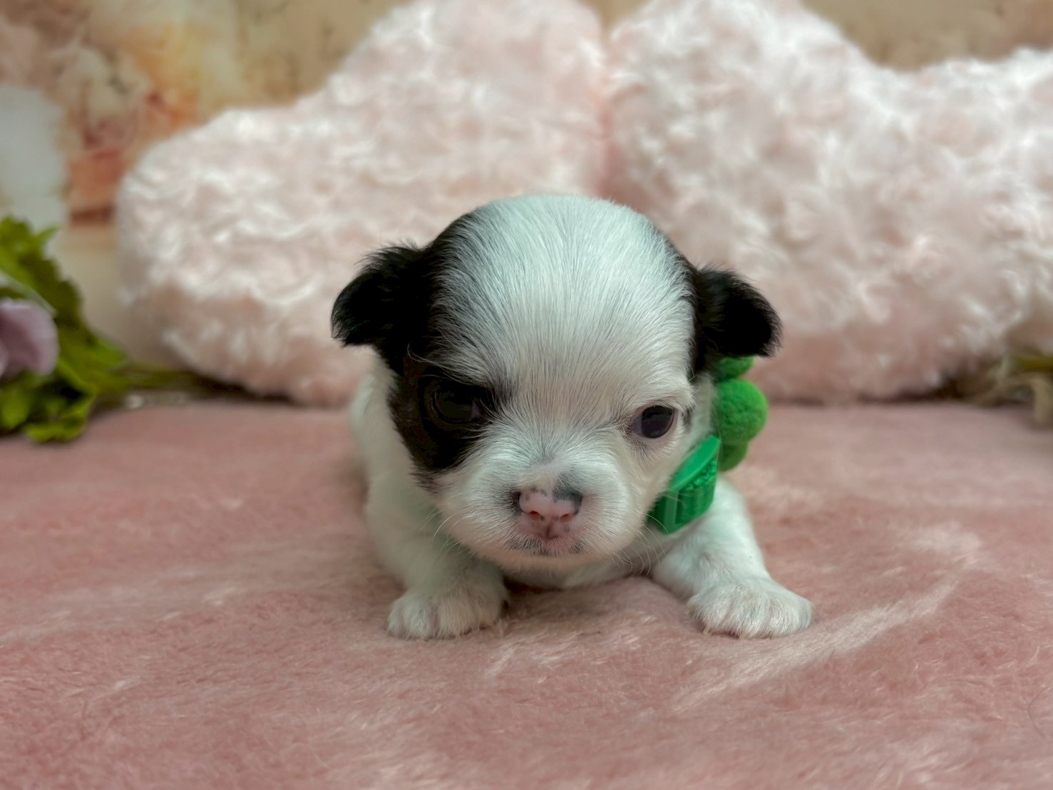 チワワ（ロングコート）