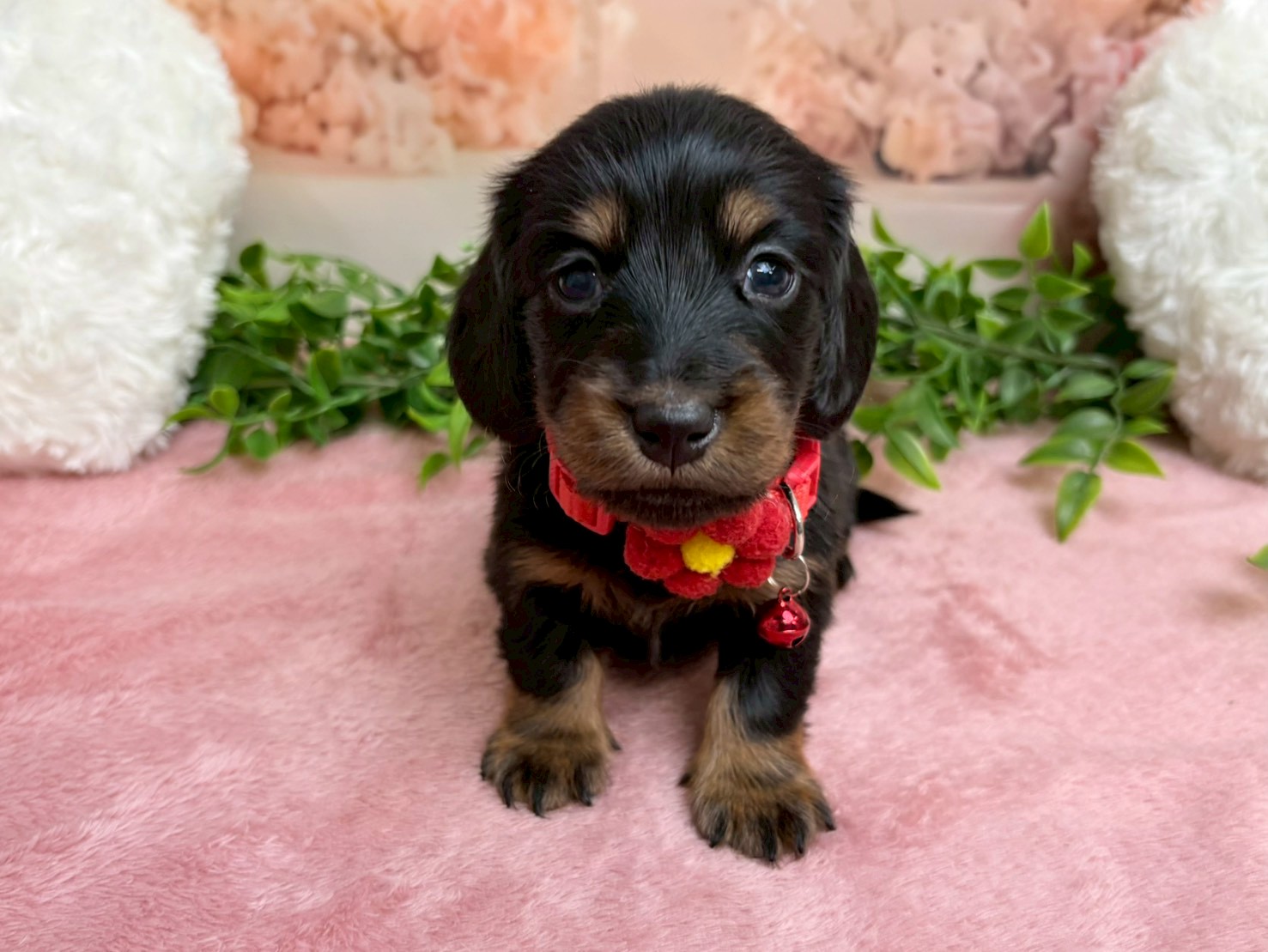 ミニチュア・ダックスフンド